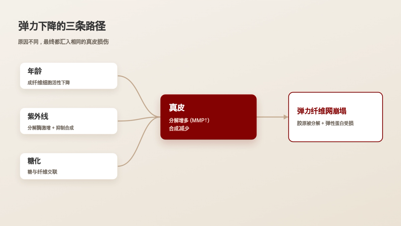 年龄、紫外线和糖化对真皮中的胶原蛋白分解和弹性蛋白损伤的影响