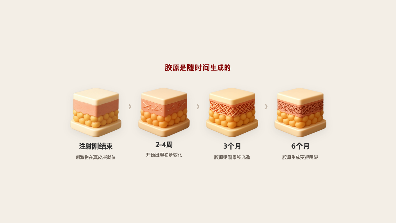 从注射后到6个月,胶原随时间一步步充盈的真皮剖面4个阶段