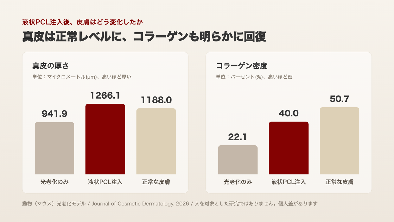 紫外線で薄くなった皮膚に液状PCLを注入したところ、真皮の厚さが正常に近いレベルまで回復し、コラーゲン密度も明らかに上昇したという動物実験の結果