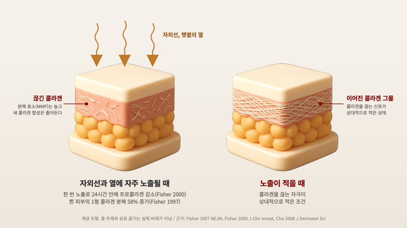 자외선과 햇볕의 열에 자주 노출되면 진피 콜라겐이 끊기고 합성이 줄어들고, 노출이 적으면 콜라겐을 끊는 자극이 상대적으로 적다
