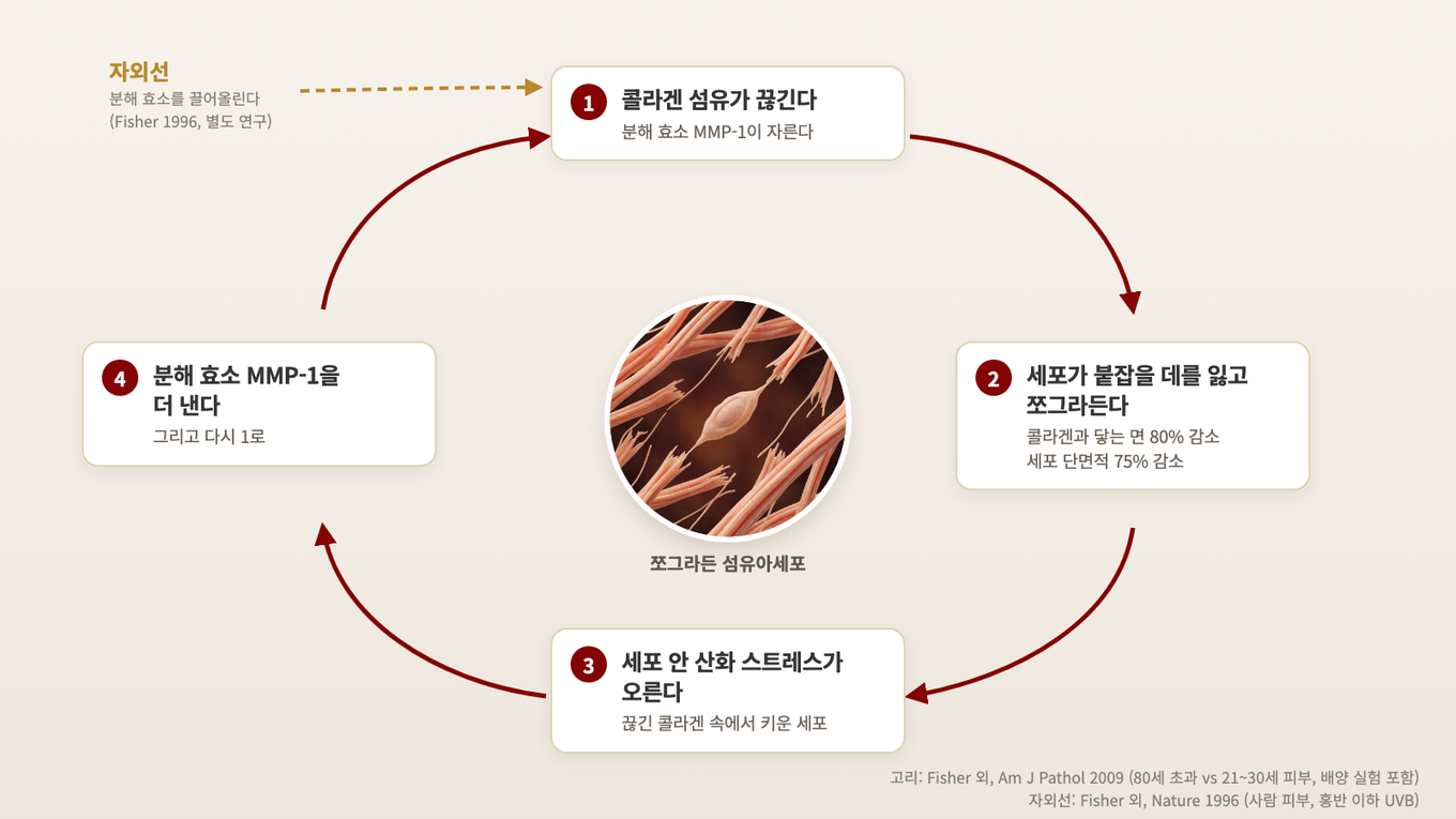 콜라겐이 끊기면 섬유아세포가 쪼그라들고, 산화 스트레스가 올라 분해 효소 MMP-1을 더 내면서 콜라겐이 또 끊긴다