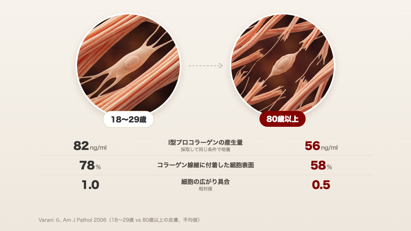 18〜29歳の肌の線維芽細胞はピンと張ったコラーゲンに広く付着し、80歳以上の肌の線維芽細胞は分断されたコラーゲンの間で小さく縮んでいる