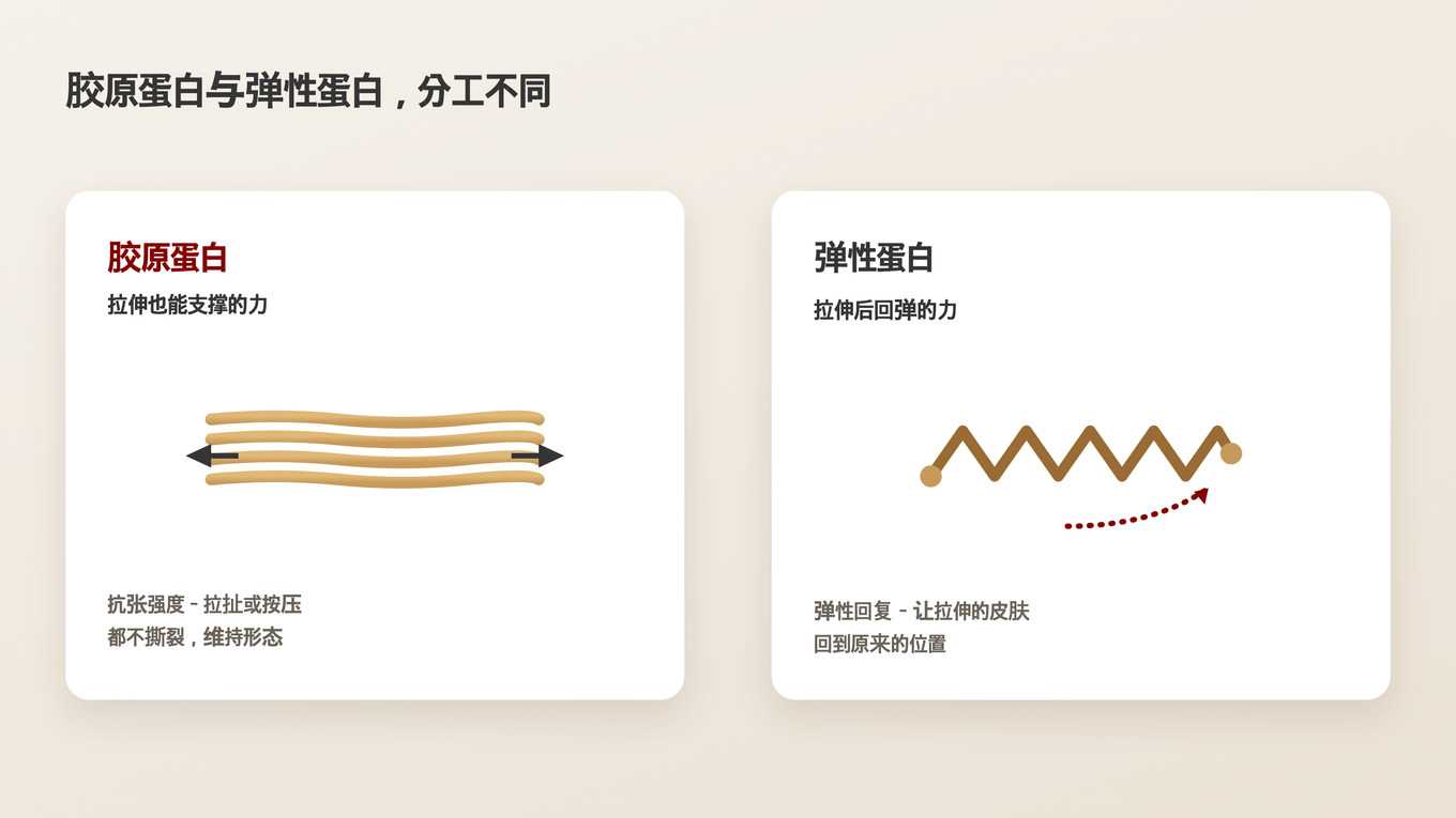 胶原蛋白负责抵抗拉伸,弹性蛋白负责拉伸后恢复原状的作用差异