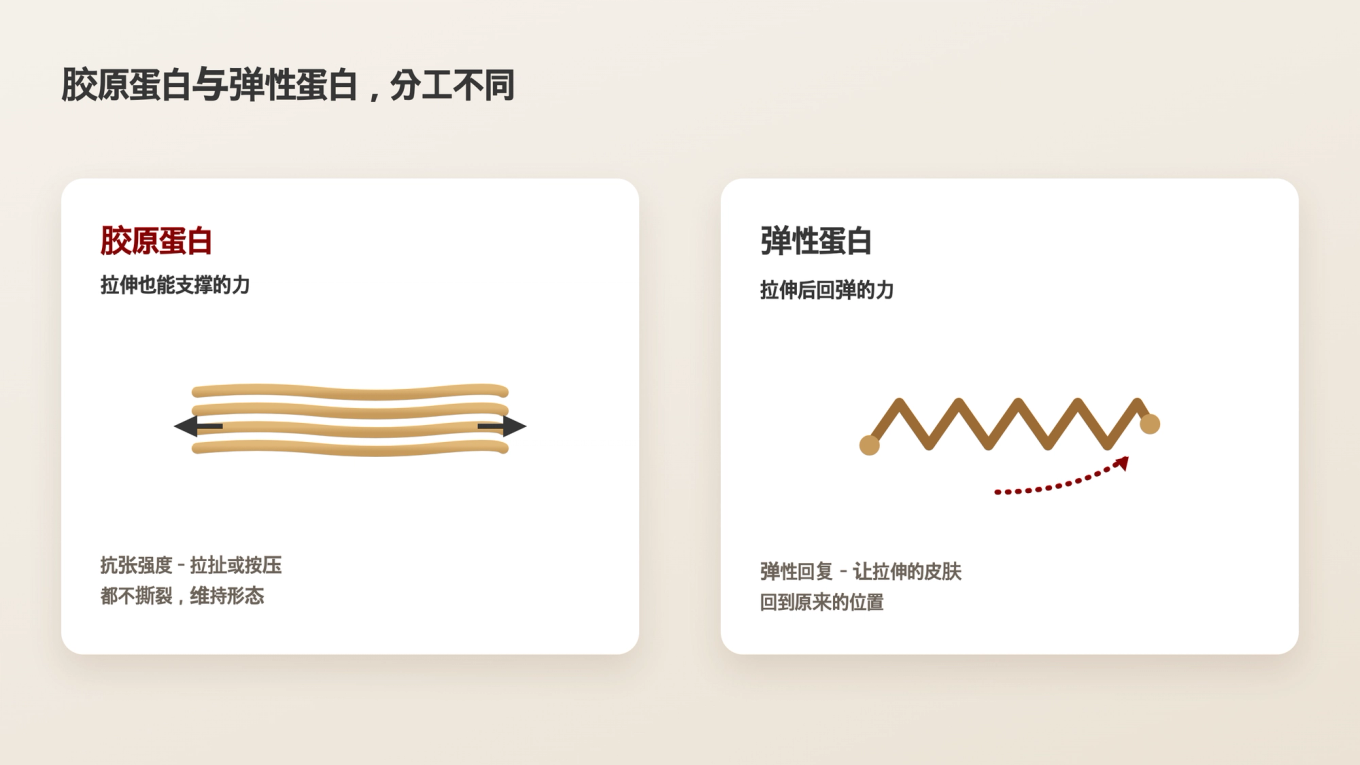 胶原蛋白负责抵抗拉伸，弹性蛋白负责拉伸后恢复原状的作用差异