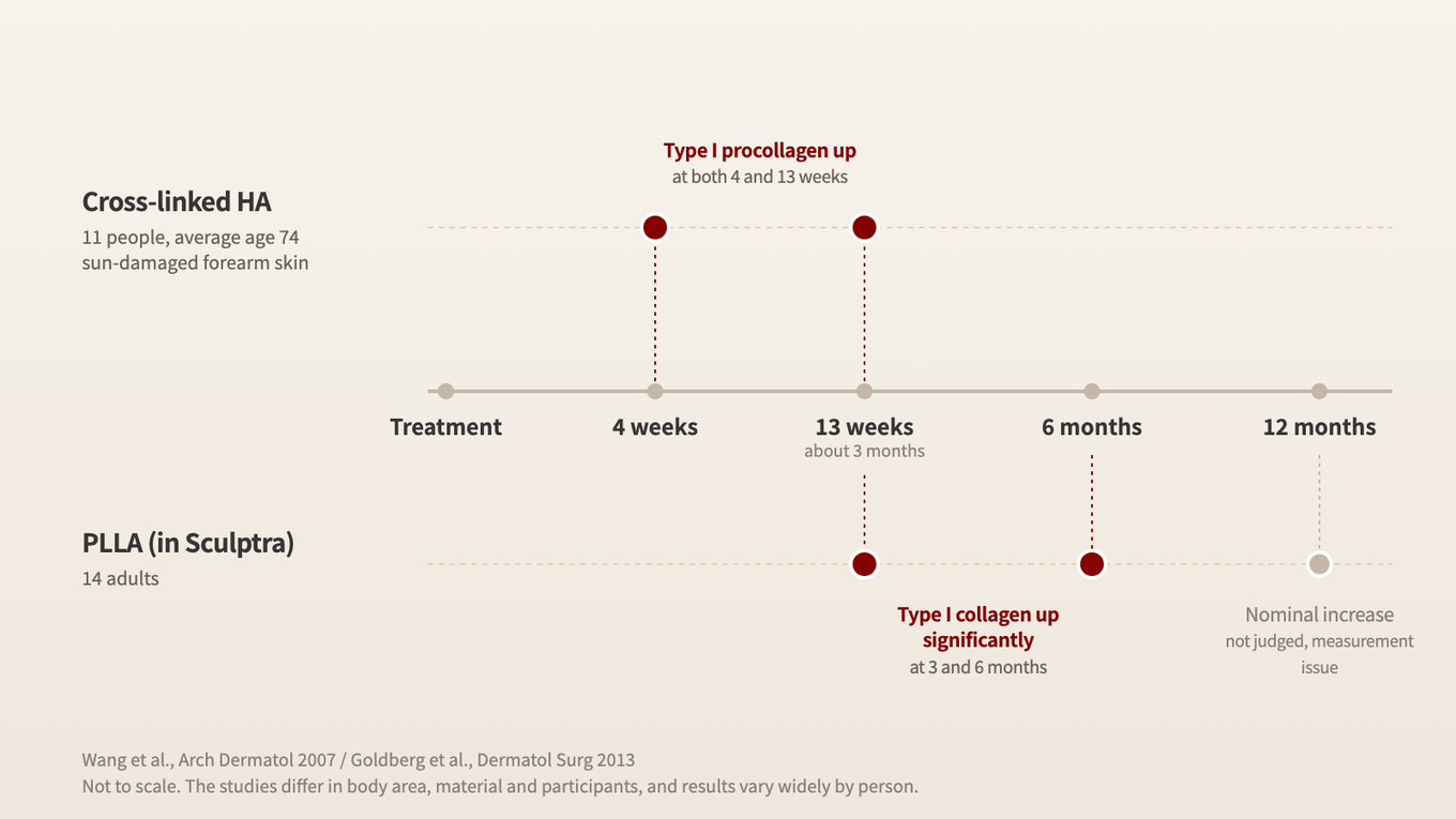 Increases in type I (pro)collagen were measured at weeks 4 and 13 in the cross-linked hyaluronic acid study and at 3 and 6 months in the PLLA study