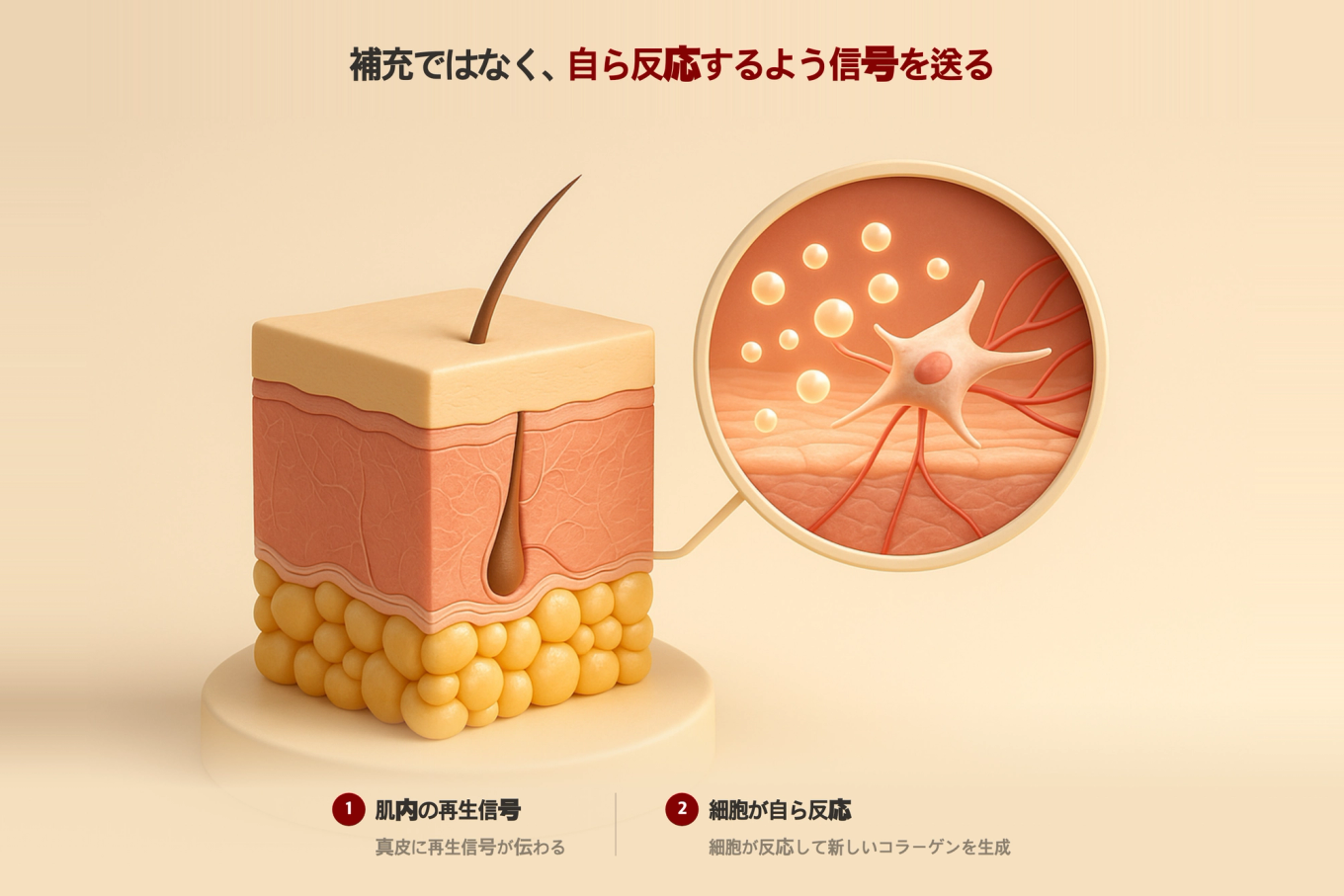 皮膚断面模型と拡大コールアウトで真皮に伝わった再生信号に細胞が反応しコラーゲンを生成する原理を示すリアルな3D医療図式