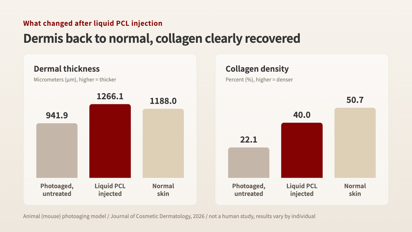 Animal study results showing that after liquid PCL was injected into UV-thinned skin, dermal thickness recovered close to normal and collagen density rose clearly