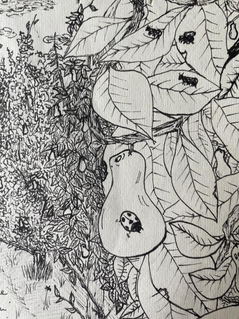 Poire - 2