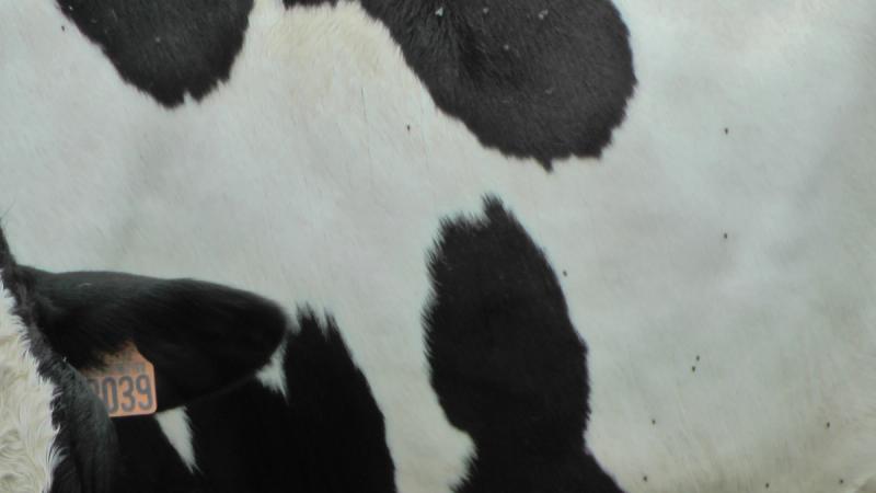 MOTIFS — photo 6
