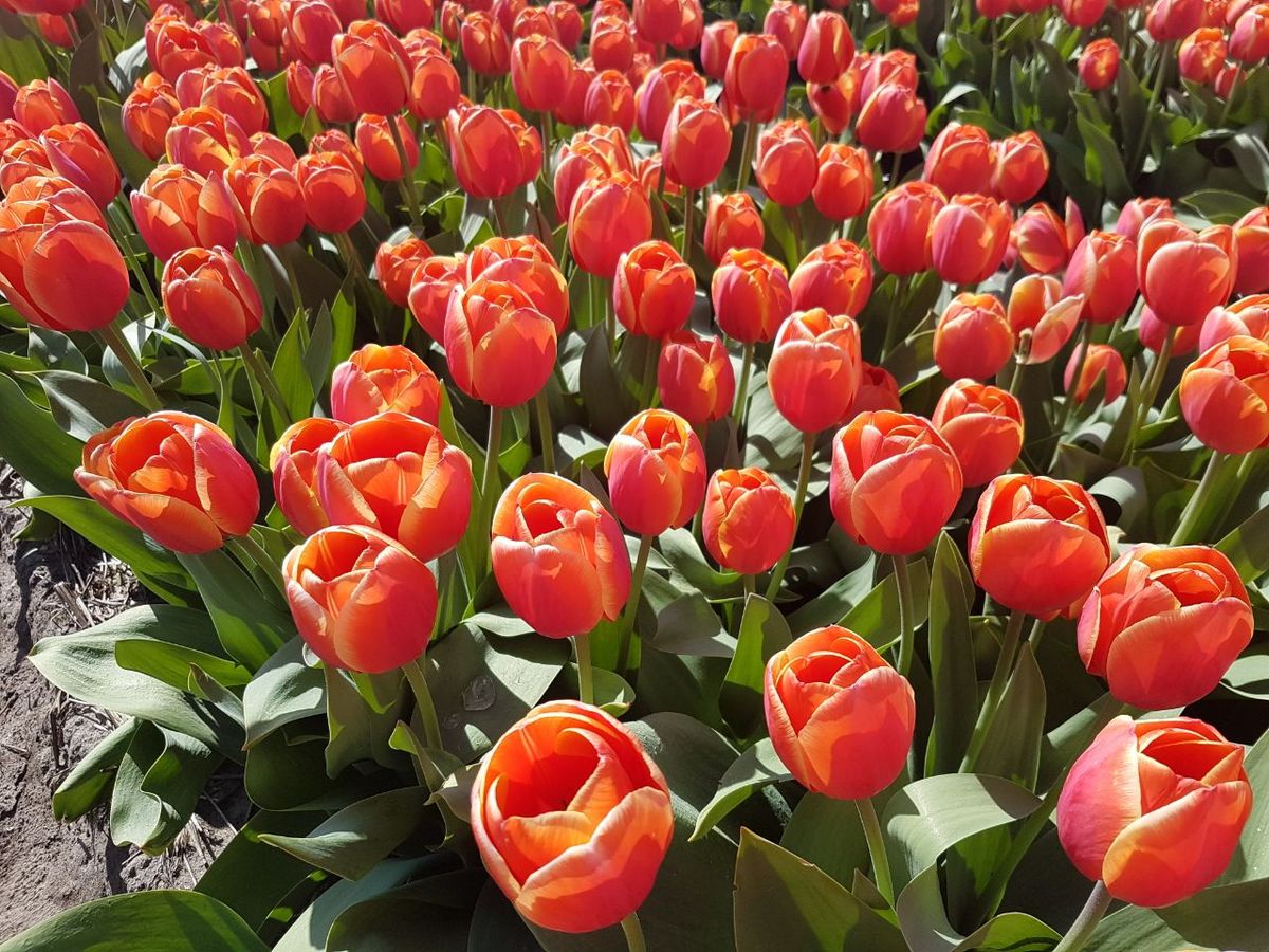 amsterdam tulpe