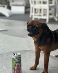 A small brown dog standing next to a can of watermelon-flavored energy drink.​​​​‌﻿‍﻿​‍​‍‌‍﻿﻿‌﻿​‍‌‍‍‌‌‍‌﻿‌‍‍‌‌‍﻿‍​‍​‍​﻿‍‍​‍​‍‌﻿​﻿‌‍​‌‌‍﻿‍‌‍‍‌‌﻿‌​‌﻿‍‌​‍﻿‍‌‍‍‌‌‍﻿﻿​‍​‍​‍﻿​​‍​‍‌‍‍​‌﻿​‍‌‍‌‌‌‍‌‍​‍​‍​﻿‍‍​‍​‍‌‍‍​‌﻿‌​‌﻿‌​‌﻿​​‌﻿​﻿​﻿‍‍​‍﻿﻿​‍﻿﻿‌﻿‌﻿‌﻿‌﻿‌﻿‌﻿​‍﻿‍‌﻿​‍‌‍‍‌‌﻿​​‌‍‍‌‌﻿‌​‌‍‌‌‌‍﻿‍‌‍‌‌‌﻿​‍‌‍‌﻿‌﻿‍‌​‍﻿‍‌‍​﻿‌‍﻿﻿‌‍﻿‌​‍﻿﻿‌‍‍‌‌‍﻿‍‌﻿‌​‌‍‌‌‌‍﻿‍‌﻿‌​​‍﻿﻿‌‍‌‌‌‍‌​‌‍‍‌‌﻿‌​​‍﻿﻿‌‍﻿‌‌‍﻿﻿‌‍‌​‌‍‌‌​﻿﻿‌‌﻿​​‌﻿​‍‌‍‌‌‌﻿​﻿‌‍‌‌‌‍﻿‍‌﻿‌​‌‍​‌‌﻿‌​‌‍‍‌‌‍﻿﻿‌‍﻿‍​﻿‍﻿‌‍‍‌‌‍‌​​﻿﻿‌‌﻿​​‌﻿​‍‌‍﻿﻿‌‍‌​‌﻿‌‌‌‍​﻿‌﻿‌​‌‌‌​‌‍‌‌‌‍﻿‌‌﻿​​‌‍﻿​‌‍​‌‌﻿‌​‌‍‌‌​﻿‍﻿‌﻿‌​‌﻿‍‌‌﻿​​‌‍‌‌​﻿﻿‌‌﻿​​‌﻿​‍‌‍﻿﻿‌‍‌​‌﻿‌‌‌‍​﻿‌﻿‌​‌‌‌​‌‍‌‌‌‍﻿‌‌﻿​​‌‍﻿​‌‍​‌‌﻿‌​‌‍‌‌​﻿‍﻿‌﻿​​‌‍​‌‌﻿‌​‌‍‍​​﻿﻿‌‌‍‍‌‌‍﻿‌‌‍​‌‌‍‌﻿‌‍‌‌‌﻿​﻿‌‌﻿﻿‌﻿​‍‌‍‍‌‌‍‌﻿‌‍‍​‌﻿‌​​‍‌‌​﻿‌‌‌​​‍‌‌﻿﻿‌‍‍﻿‌‍‌‌‌﻿‍‌​‍‌‌​﻿​﻿‌​‌​​‍‌‌​﻿​﻿‌​‌​​‍‌‌​﻿​‍​﻿​‍‌‍‌‍​﻿‌​‌‍‌‌​﻿‌​​﻿‌​​﻿‍‌‌‍‌‍​﻿‌​​﻿​﻿‌‍‌‍‌‍‌‍​﻿‍‌​‍‌‌​﻿​‍​﻿​‍​‍‌‌​﻿‌‌‌​‌​​‍﻿‍‌‍‍‌‌‍﻿‌‌‍​‌‌‍‌﻿‌‍‌‌​‍﻿‍‌‍​‌‌‍﻿​‌﻿‌​​﻿﻿﻿‌‍​‍‌‍​‌‌﻿​﻿‌‍‌‌‌‌‌‌‌﻿​‍‌‍﻿​​﻿﻿‌‌‍‍​‌﻿‌​‌﻿‌​‌﻿​​‌﻿​﻿​‍‌‌​﻿​﻿‌​​‌​‍‌‌​﻿​‍‌​‌‍​‍‌‌​﻿​‍‌​‌‍‌﻿‌﻿‌﻿‌﻿‌﻿‌﻿​‍﻿‍‌﻿​‍‌‍‍‌‌﻿​​‌‍‍‌‌﻿‌​‌‍‌‌‌‍﻿‍‌‍‌‌‌﻿​‍‌‍‌﻿‌﻿‍‌​‍﻿‍‌‍​﻿‌‍﻿﻿‌‍﻿‌​‍‌‍‌‍‍‌‌‍‌​​﻿﻿‌‌﻿​​‌﻿​‍‌‍﻿﻿‌‍‌​‌﻿‌‌‌‍​﻿‌﻿‌​‌‌‌​‌‍‌‌‌‍﻿‌‌﻿​​‌‍﻿​‌‍​‌‌﻿‌​‌‍‌‌​‍‌‍‌﻿‌​‌﻿‍‌‌﻿​​‌‍‌‌​﻿﻿‌‌﻿​​‌﻿​‍‌‍﻿﻿‌‍‌​‌﻿‌‌‌‍​﻿‌﻿‌​‌‌‌​‌‍‌‌‌‍﻿‌‌﻿​​‌‍﻿​‌‍​‌‌﻿‌​‌‍‌‌​‍‌‍‌﻿​​‌‍​‌‌﻿‌​‌‍‍​​﻿﻿‌‌‍‍‌‌‍﻿‌‌‍​‌‌‍‌﻿‌‍‌‌‌﻿​﻿‌‌﻿﻿‌﻿​‍‌‍‍‌‌‍‌﻿‌‍‍​‌﻿‌​​‍‌‌​﻿‌‌‌​​‍‌‌﻿﻿‌‍‍﻿‌‍‌‌‌﻿‍‌​‍‌‌​﻿​﻿‌​‌​​‍‌‌​﻿​﻿‌​‌​​‍‌‌​﻿​‍​﻿​‍‌‍‌‍​﻿‌​‌‍‌‌​﻿‌​​﻿‌​​﻿‍‌‌‍‌‍​﻿‌​​﻿​﻿‌‍‌‍‌‍‌‍​﻿‍‌​‍‌‌​﻿​‍​﻿​‍​‍‌‌​﻿‌‌‌​‌​​‍﻿‍‌‍‍‌‌‍﻿‌‌‍​‌‌‍‌﻿‌‍‌‌​‍﻿‍‌‍​‌‌‍﻿​‌﻿‌​​‍​‍‌﻿﻿‌