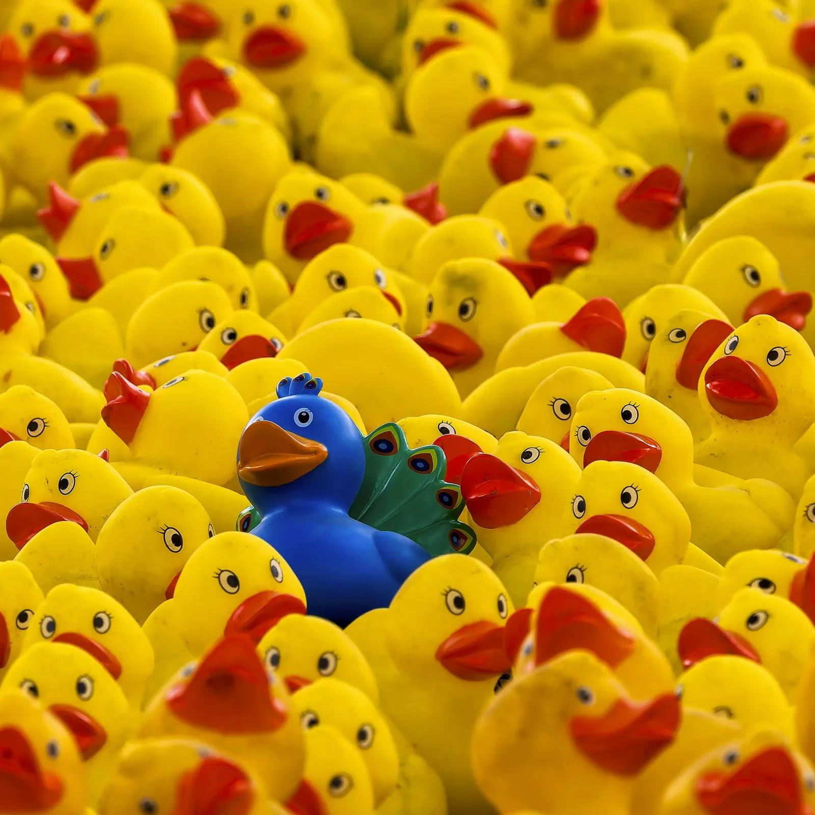 A blue and green peacock-patterned rubber duck standing out among a large group of identical yellow rubber ducks
