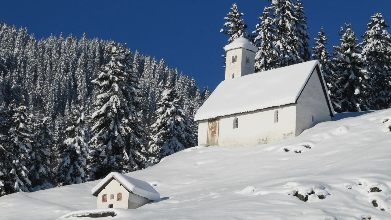 kaktus braune stellen Buiningia brevicylindrica SAMEN main image 0