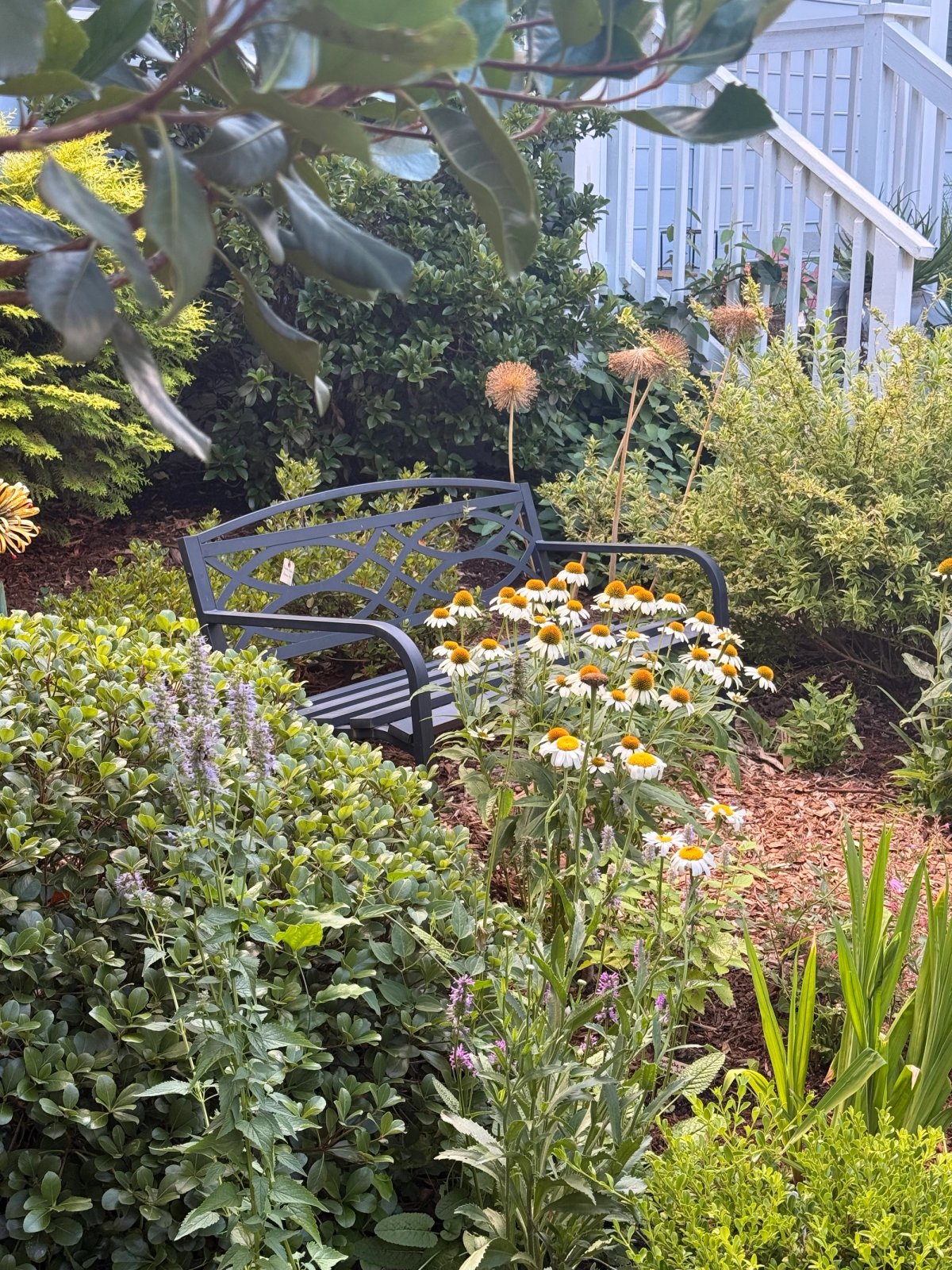 Mix of perennial and evergreen structure in the garden.
