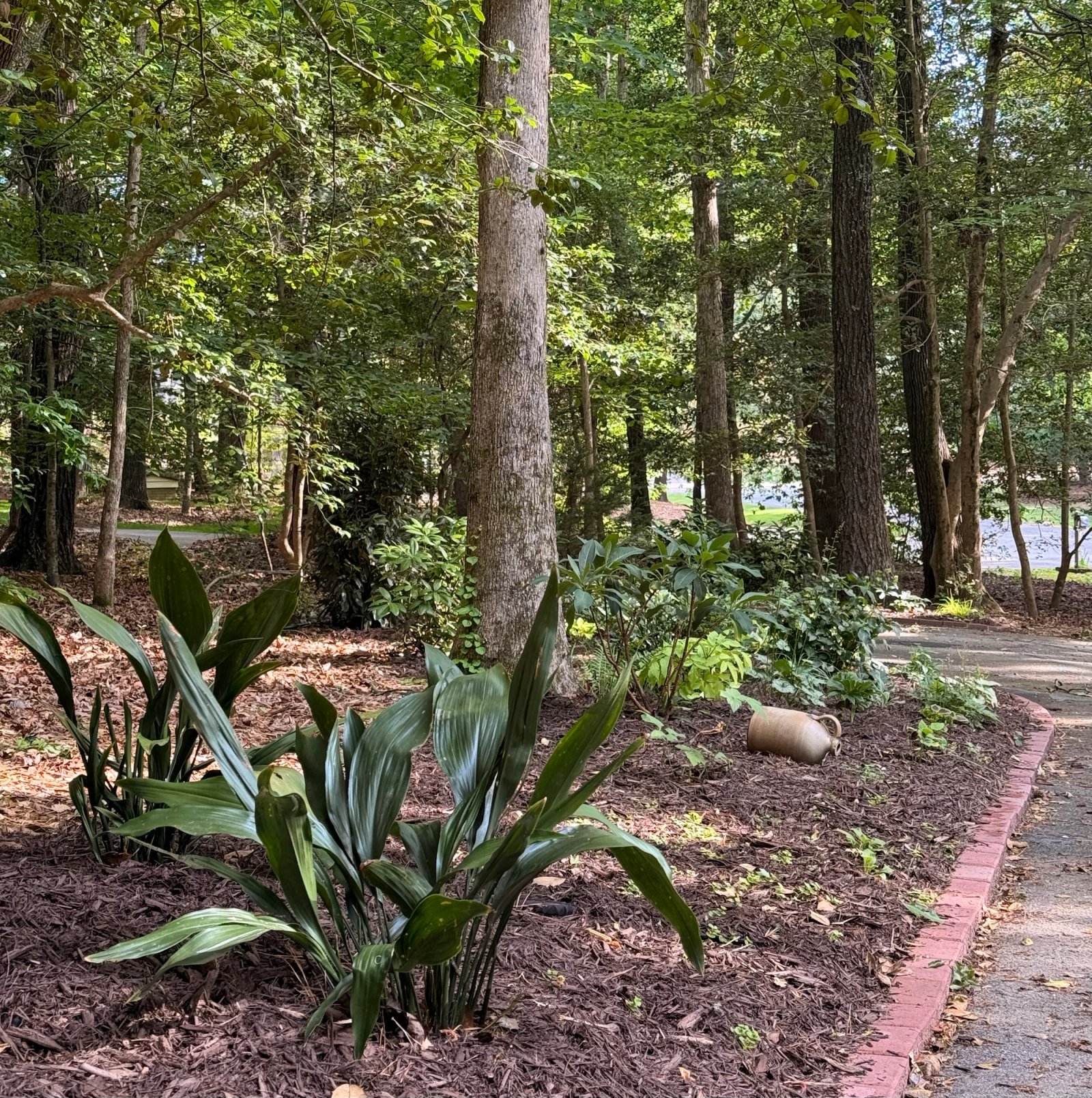 Shade garden