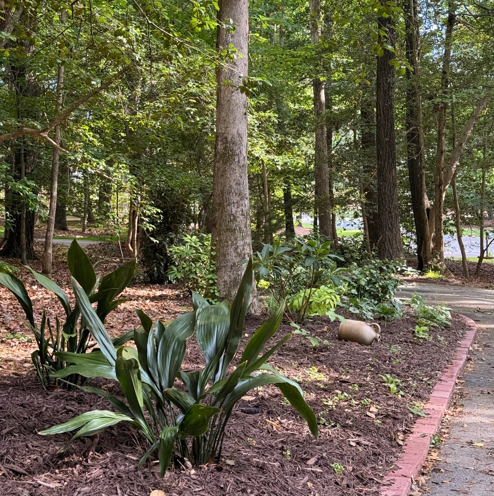 Shade garden