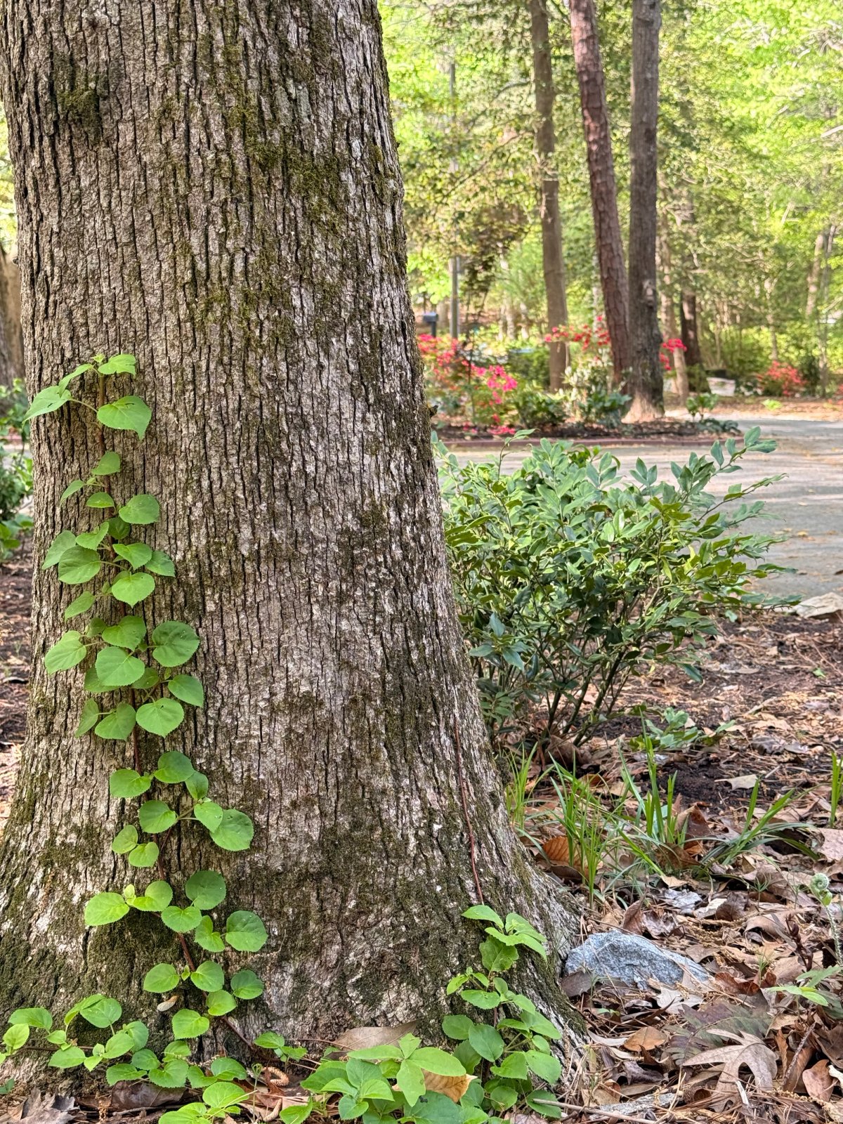 Climbing hydrangea on oak tree