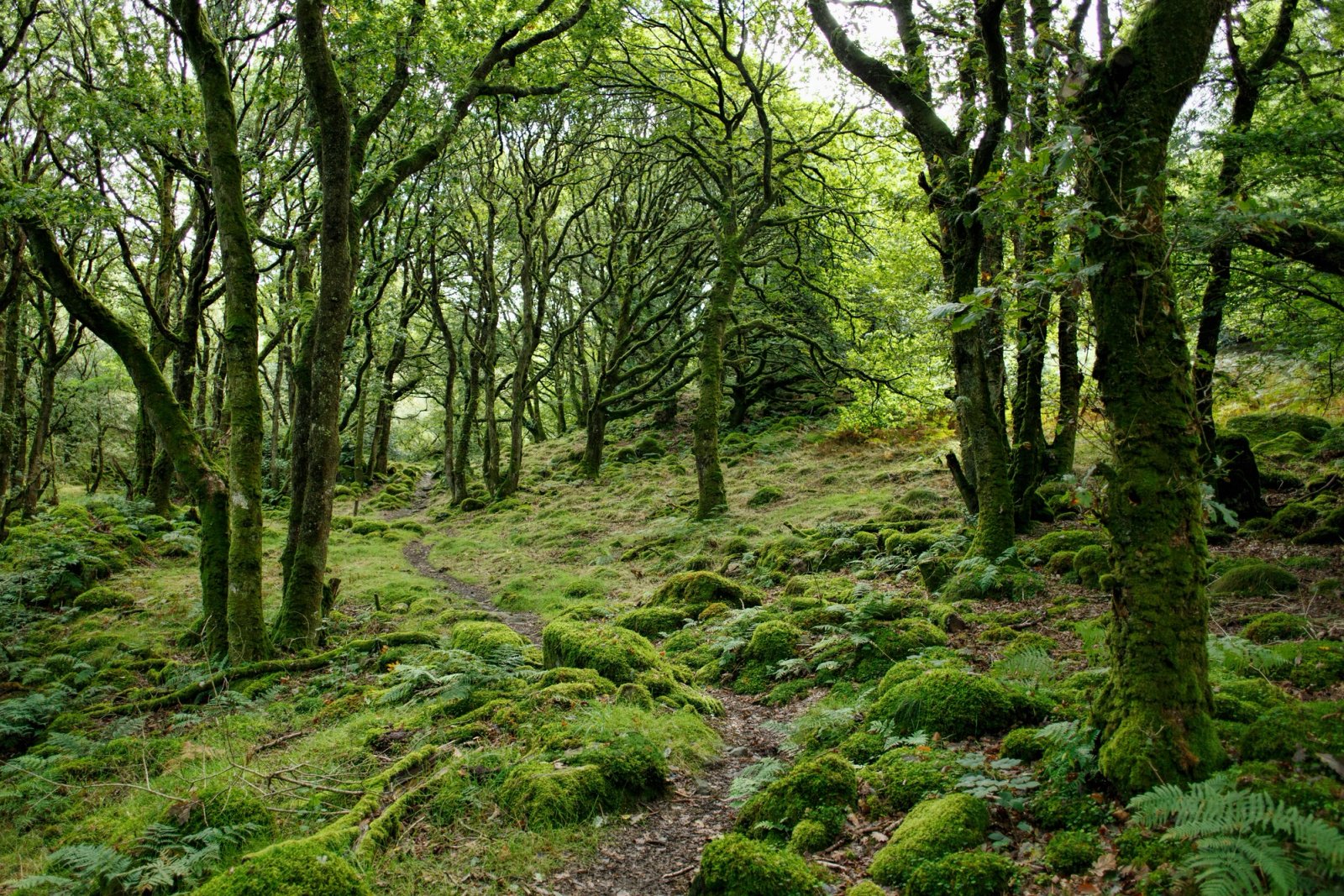 Woodland with fern