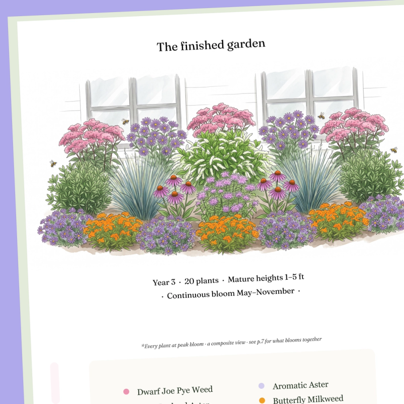 Cover of A complete printable planting plan for a 10×6 ft native pollinator border in North Carolina
