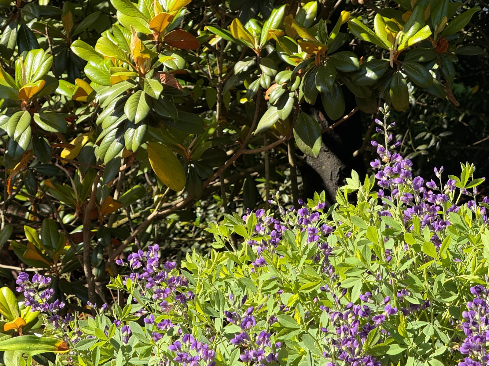Blue False Indigo (Baptisia) with Magnolia Tree