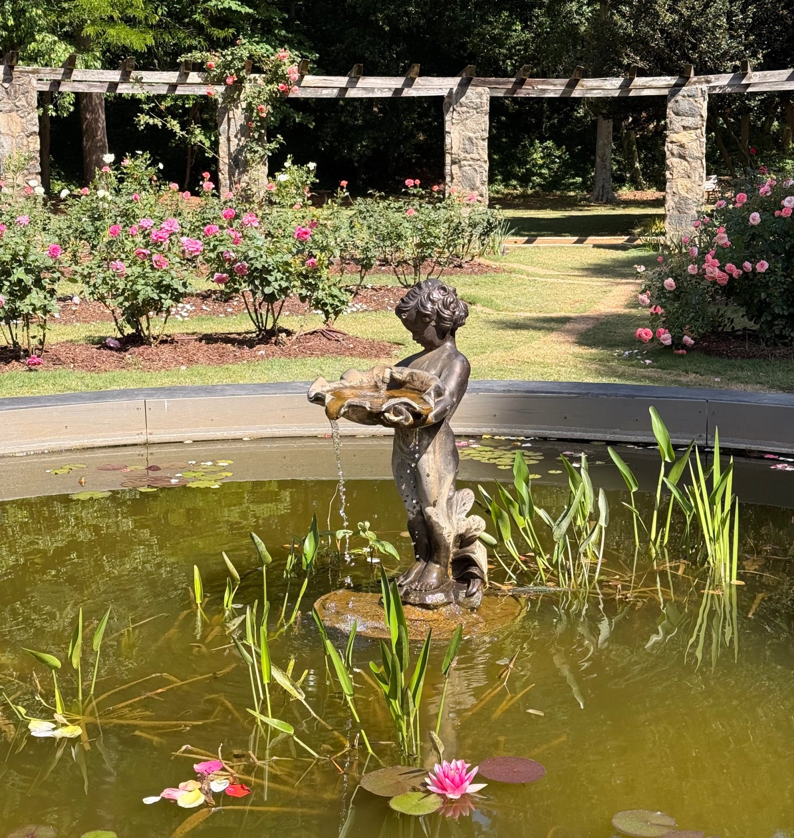 Rose garden in Raleigh, NC. Fountain view.