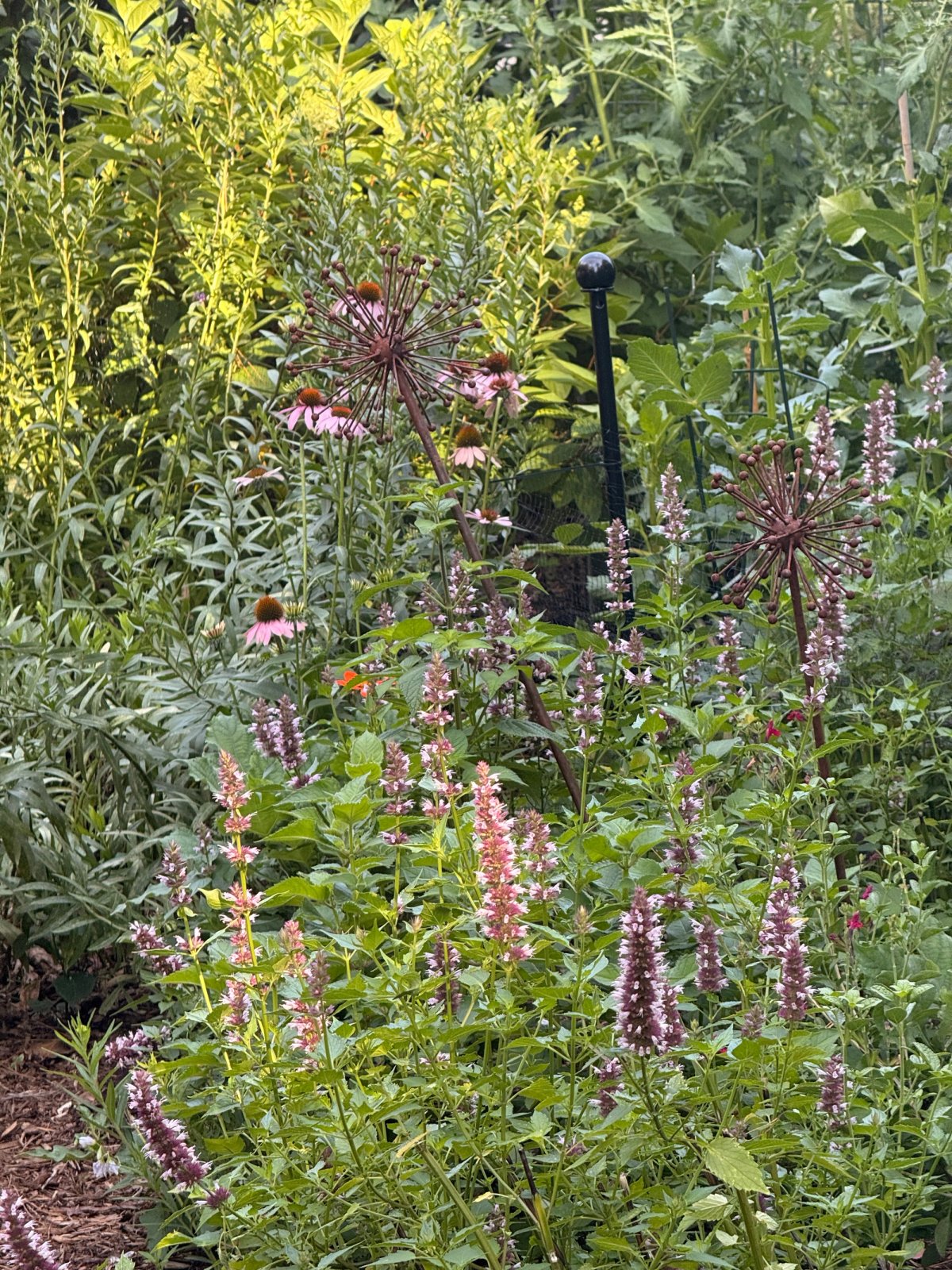 Mostly perennials in the garden bed