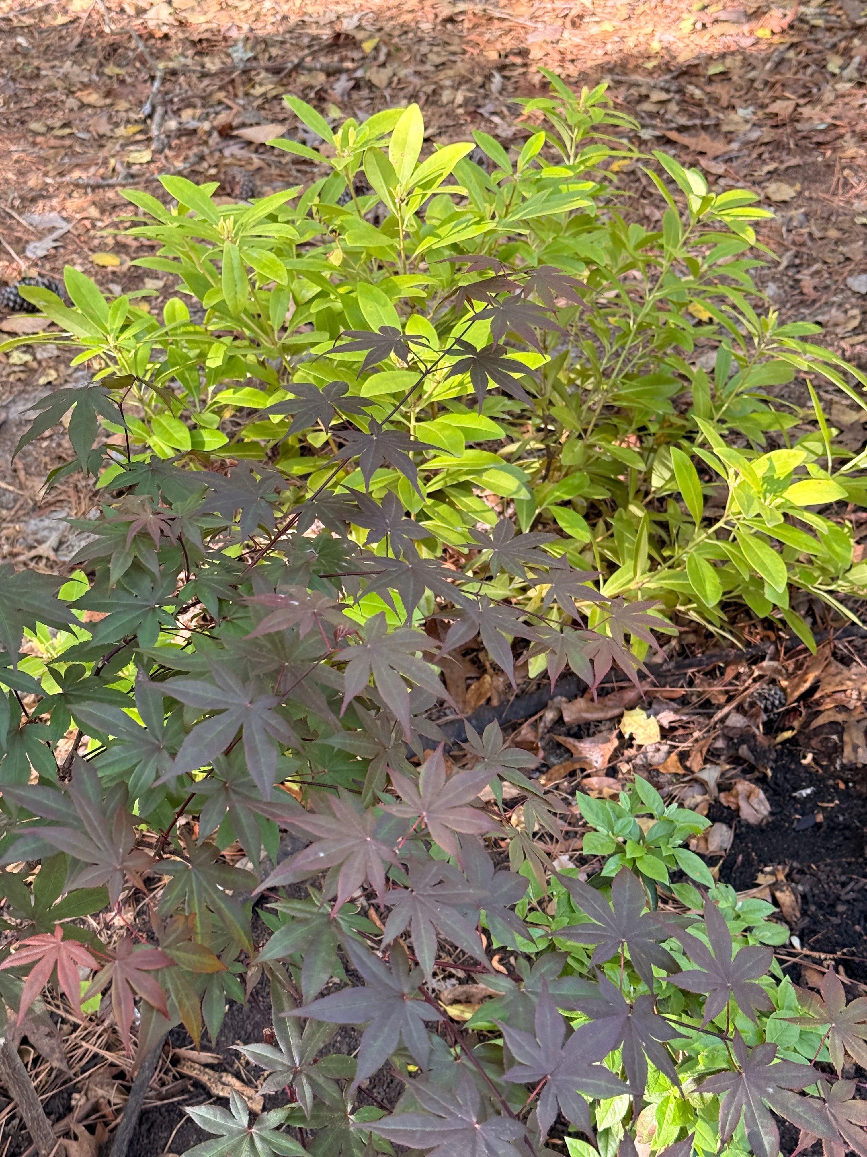 Florida Sunshine Illicium with Bloodgood Japanese maple