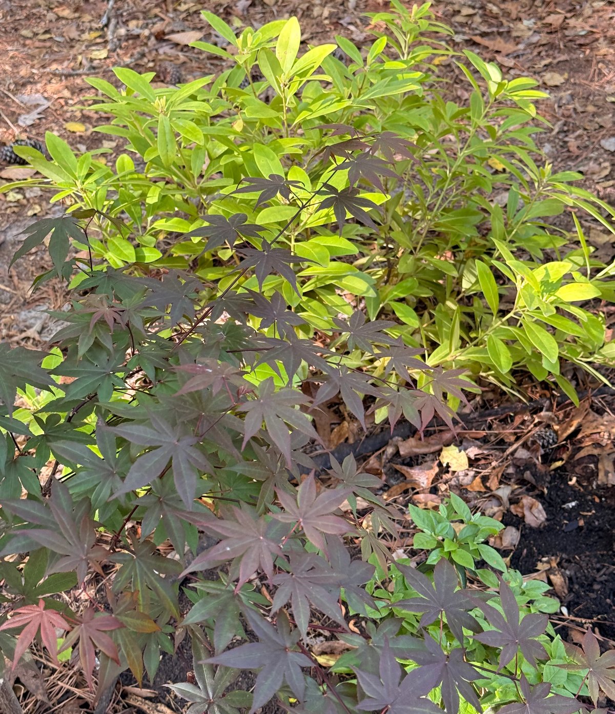 Florida Sunshine Illicium with Bloodgood Japanese maple