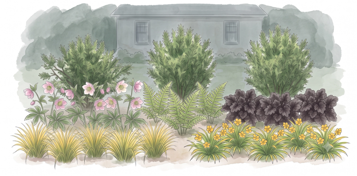 Dry Shade Border That Looks Designed - planting plan for a 10 × 5 ft bed