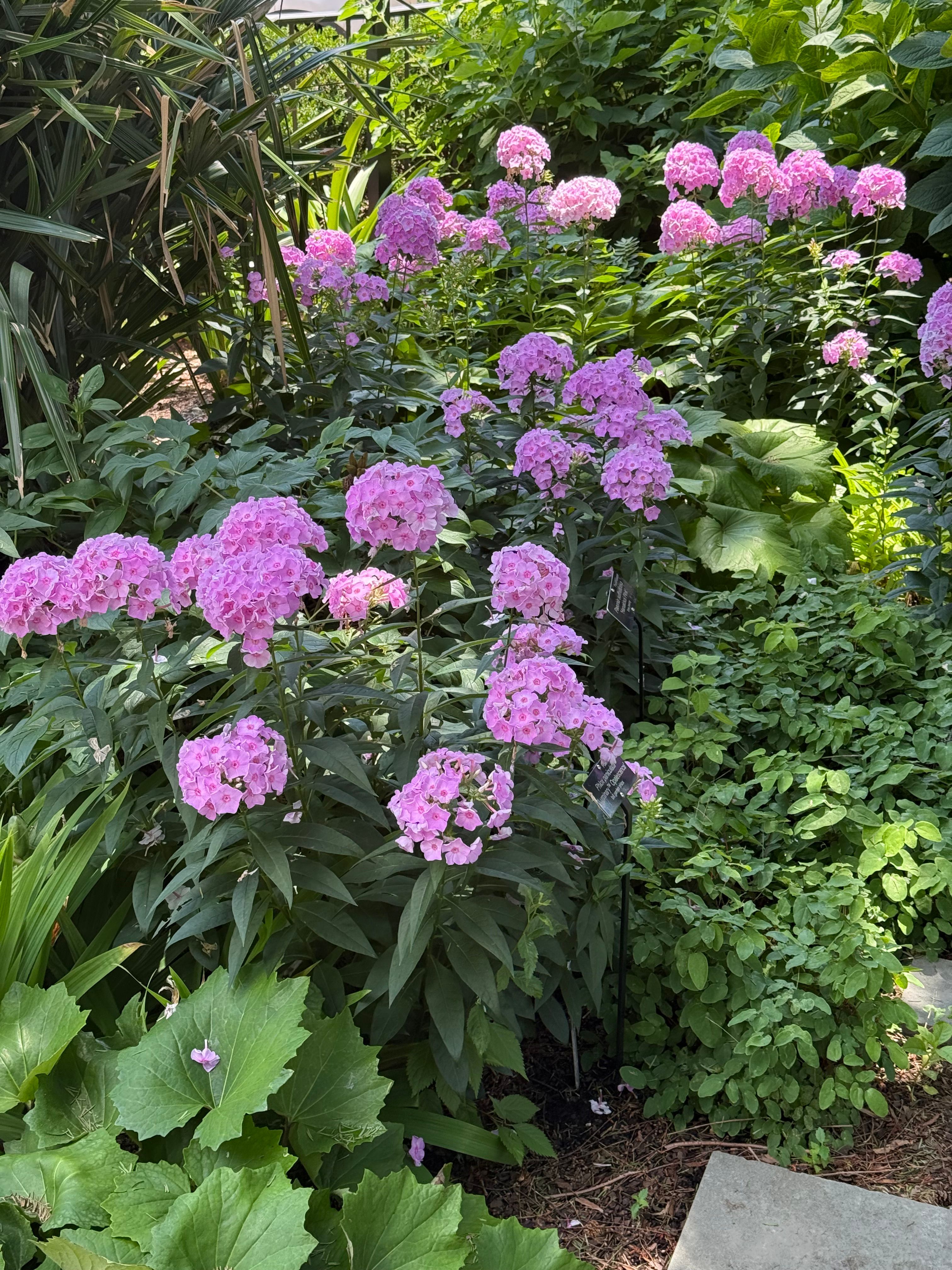 Phlox in layered shade garden