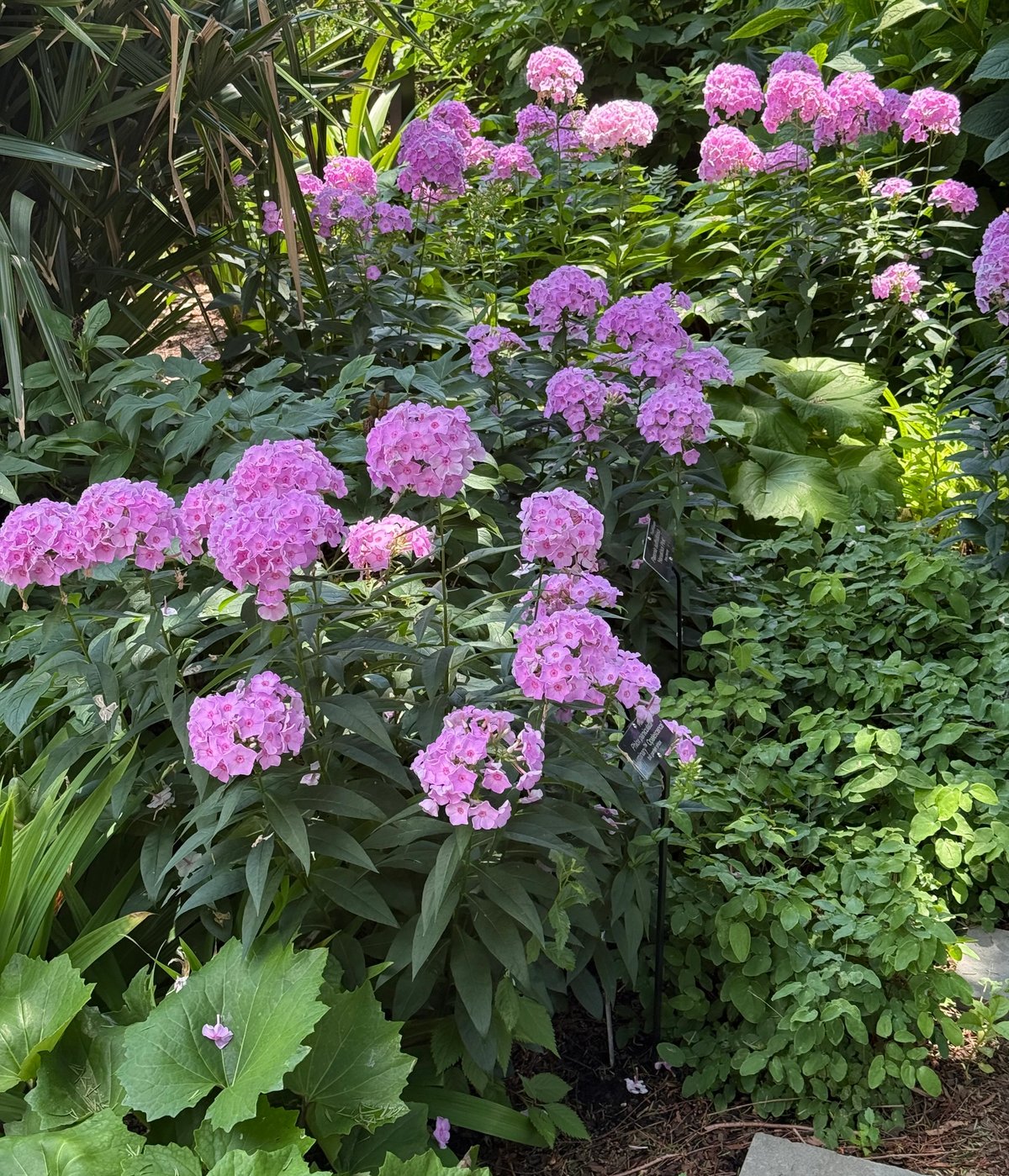 Phlox in layered shade garden