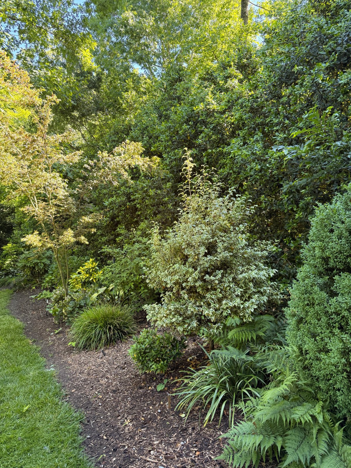 Garden in the shade with short plants in the front