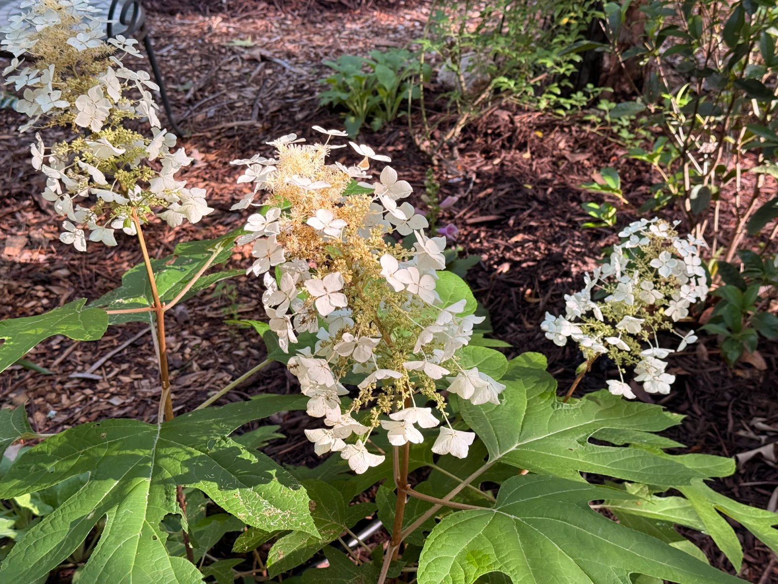 Oakleaf hydrangea