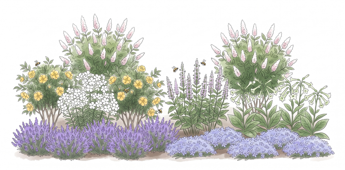 Fragrant Mixed Border (Part Sun) - planting plan for a 10 × 6 ft bed