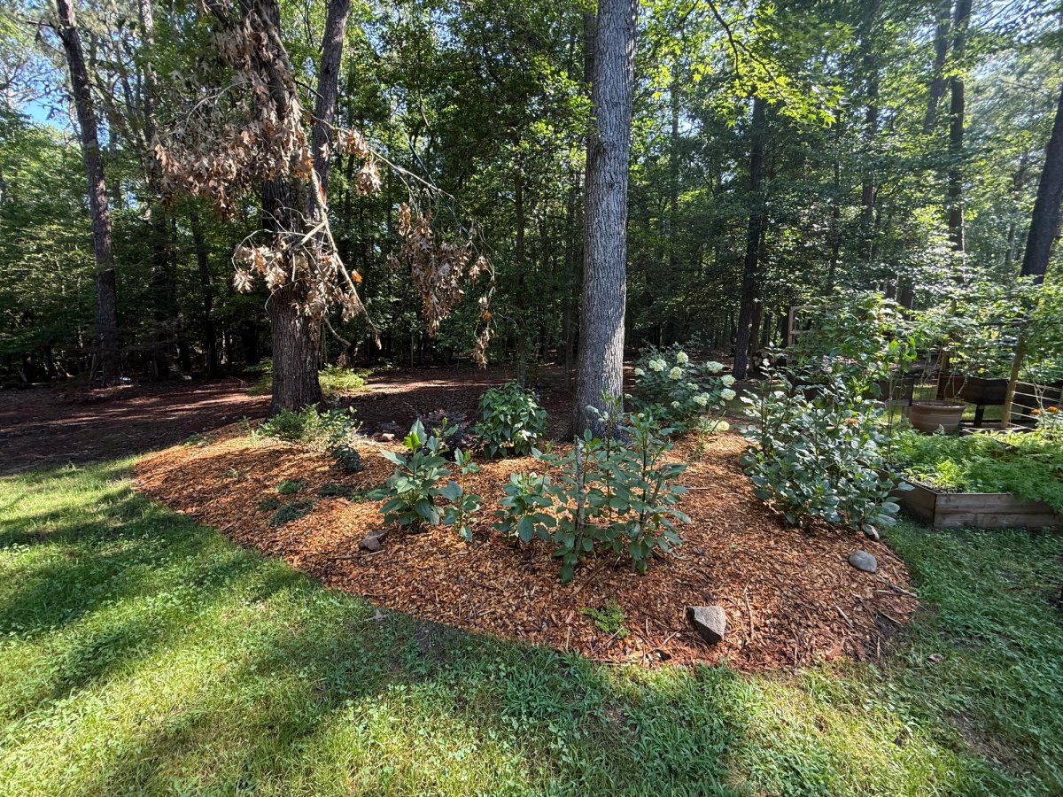Arborist wood chips (from ChipDrop)