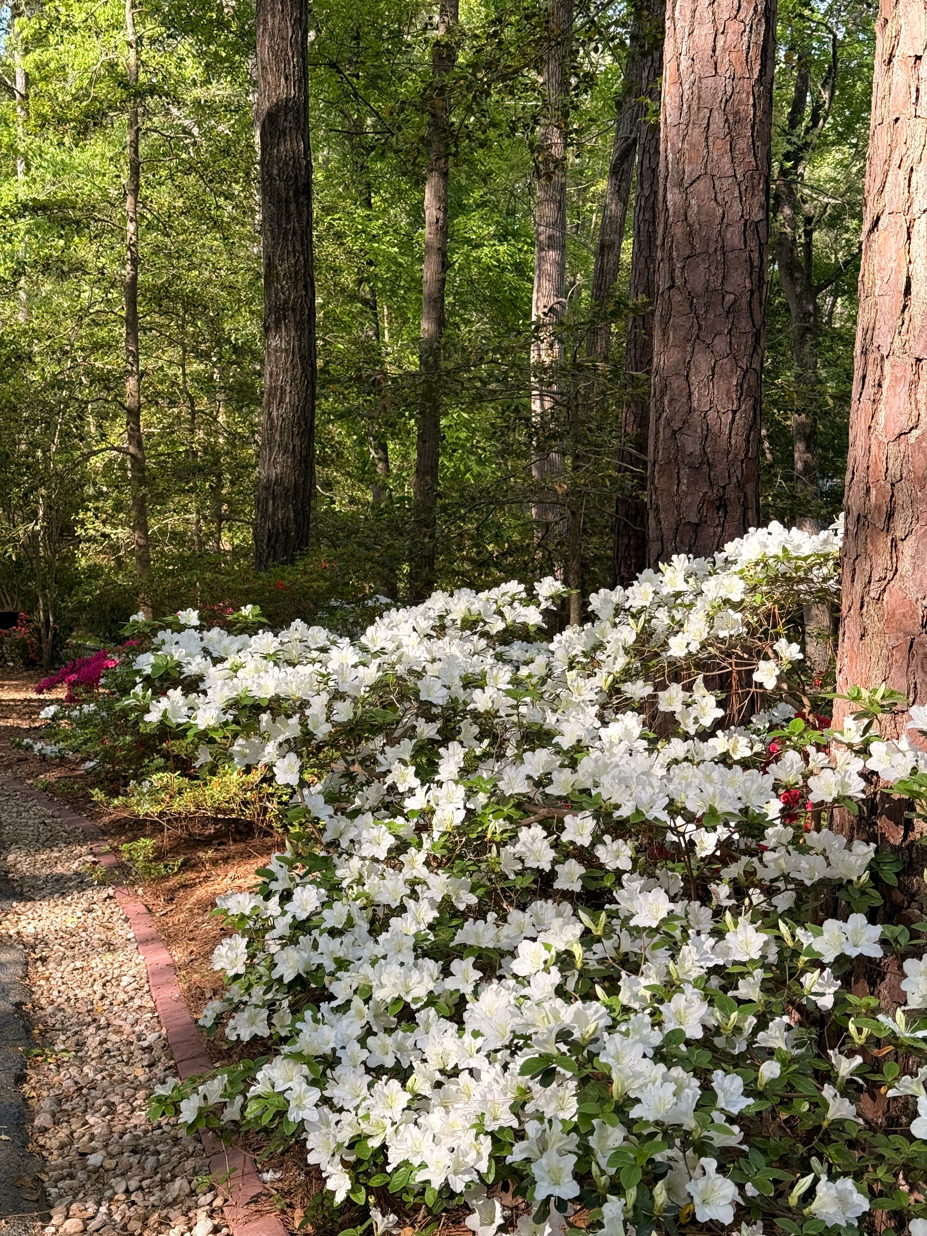 Woodland garden with white azalea 
