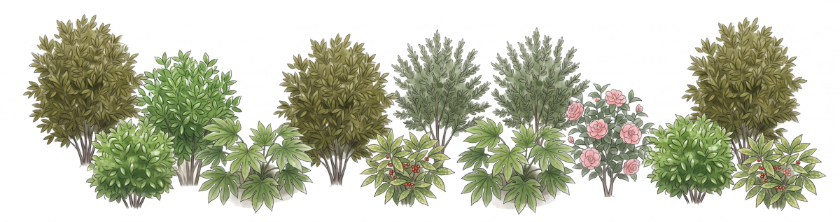 The Dry-Shade Screen — illustrated in full bloom