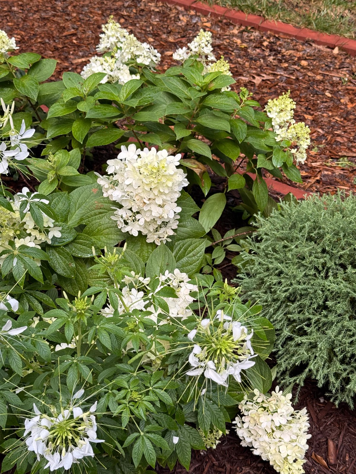 Hydrangea with Arborvitae and Cleome
