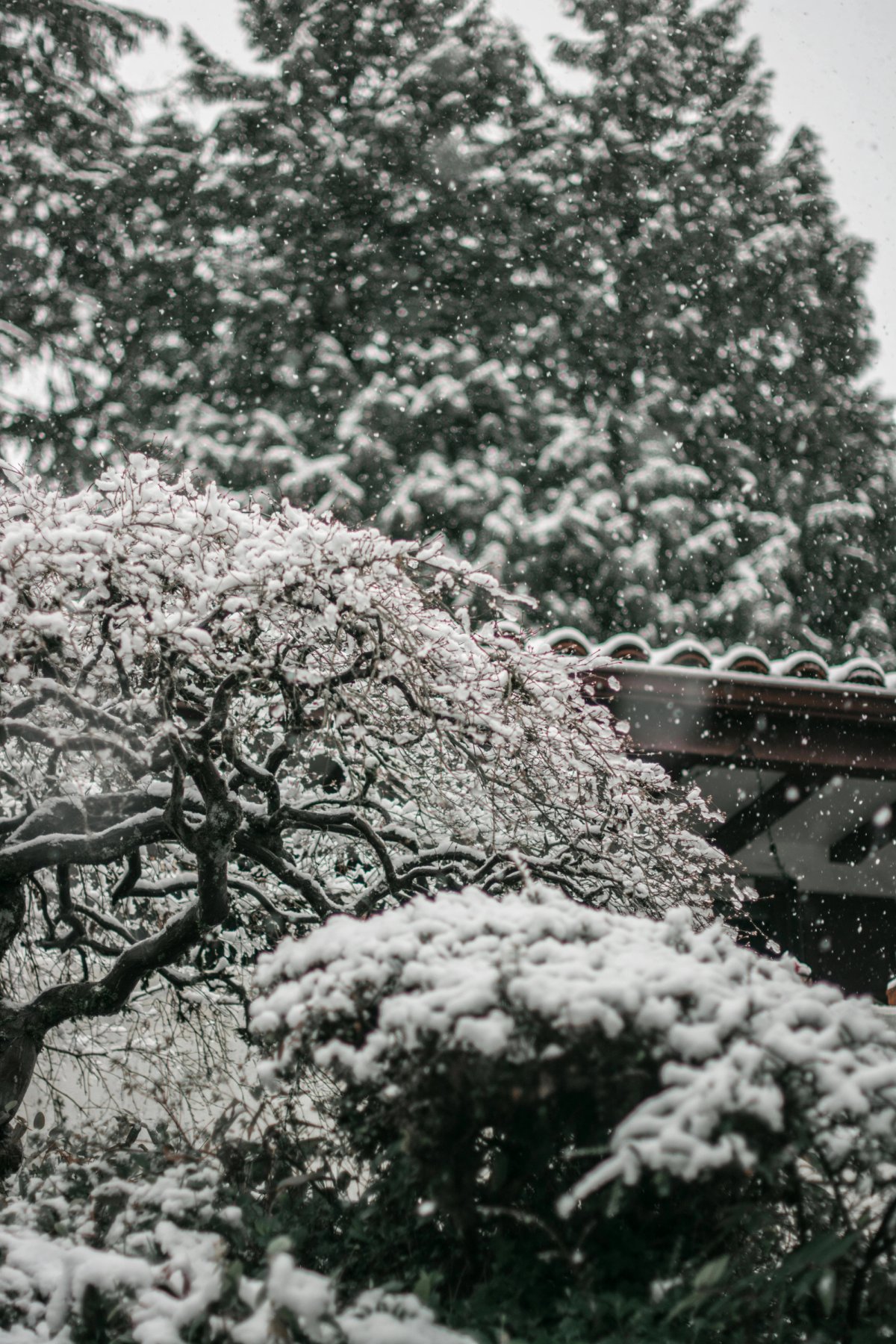 winter garden structure
