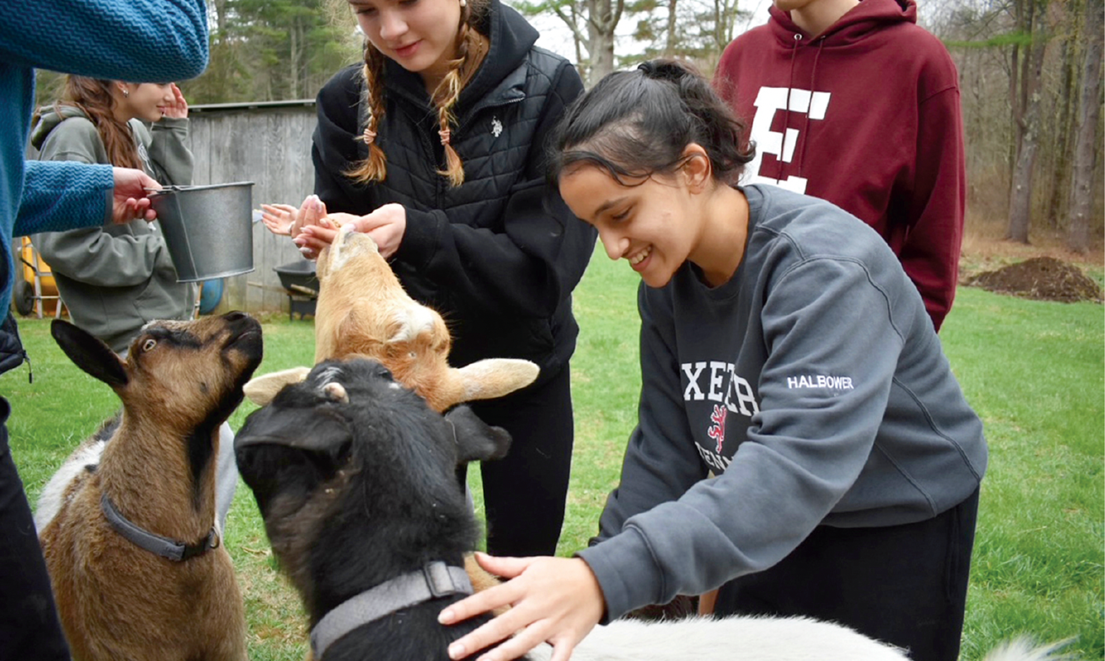 people petting goats