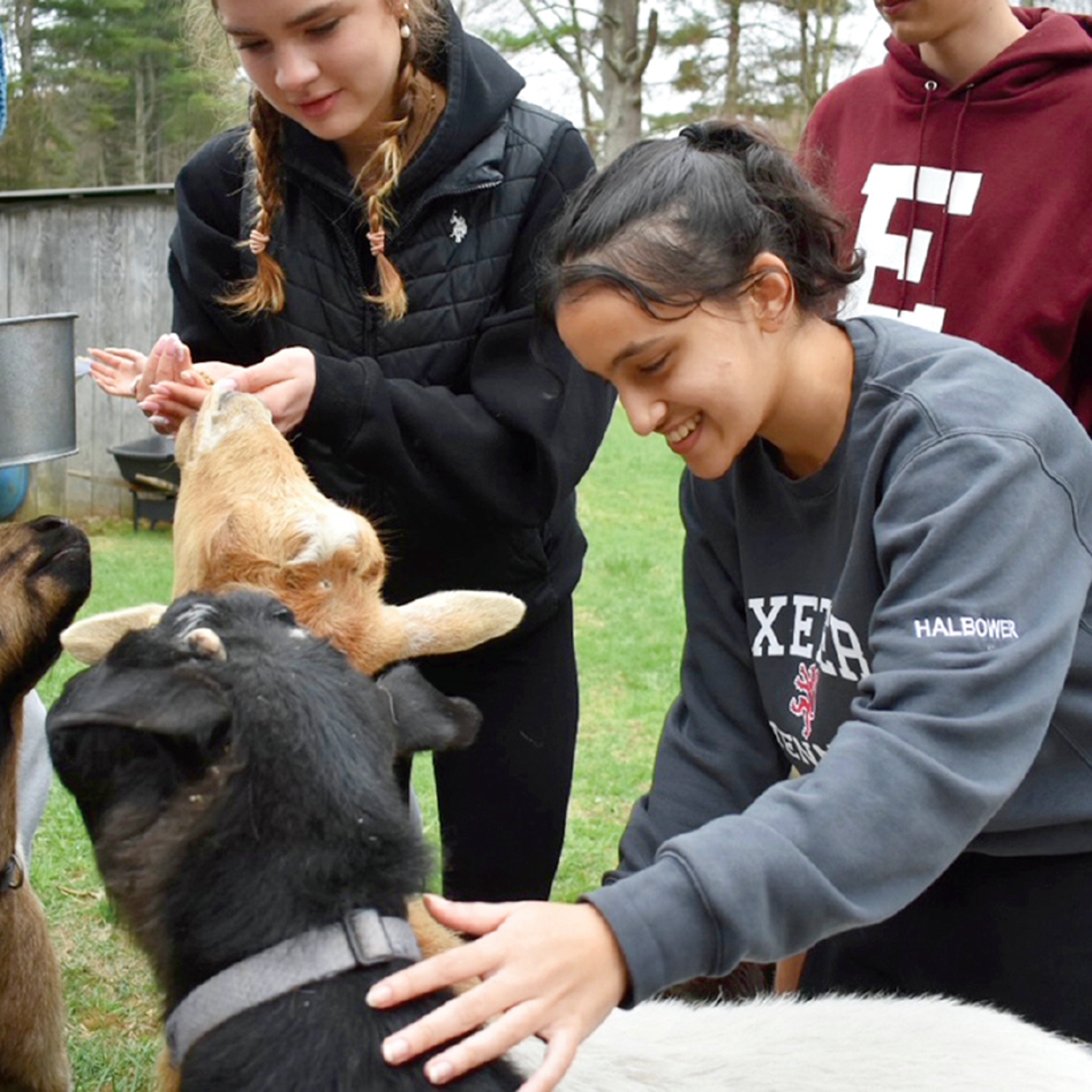 people petting goats