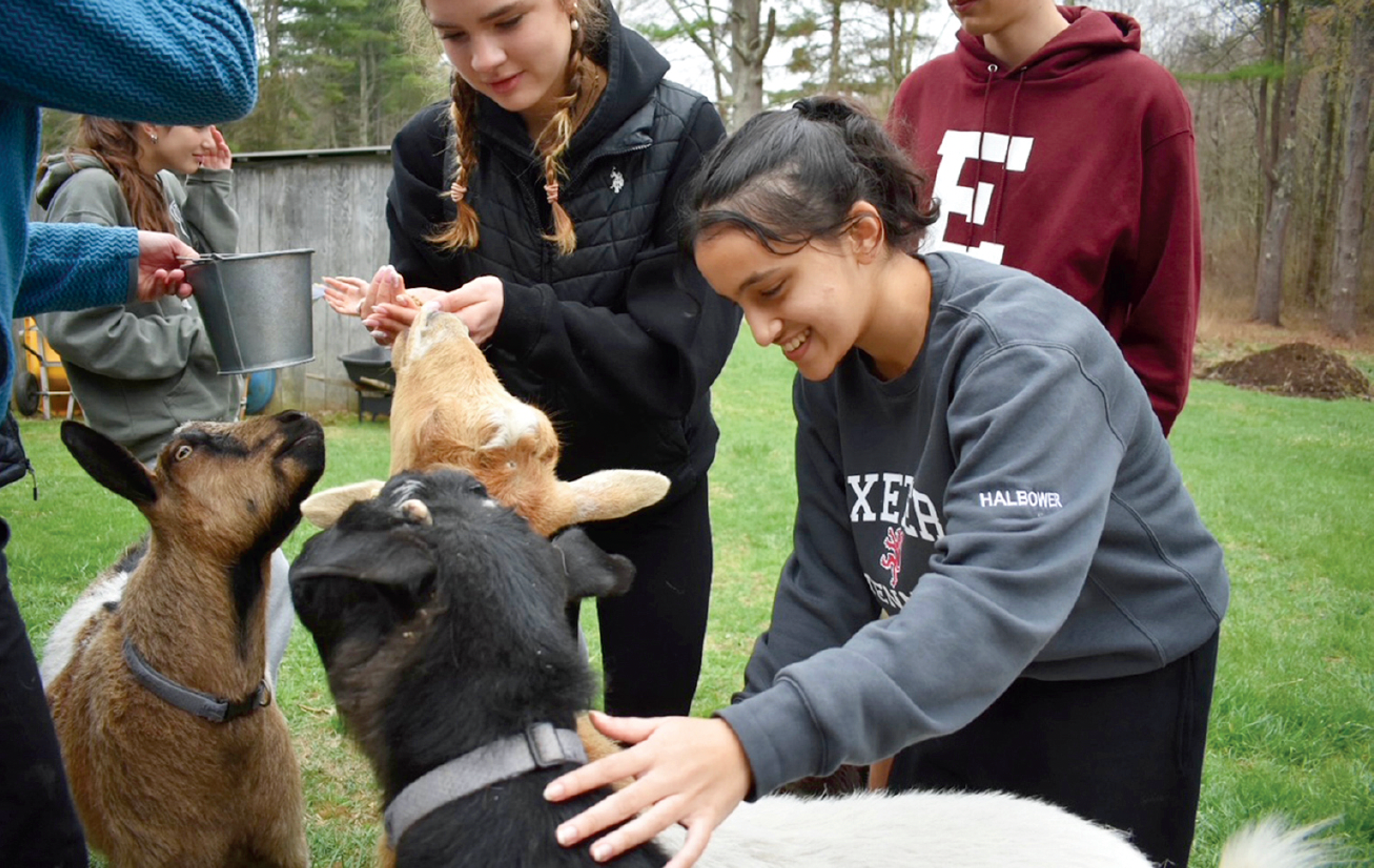 people petting goats