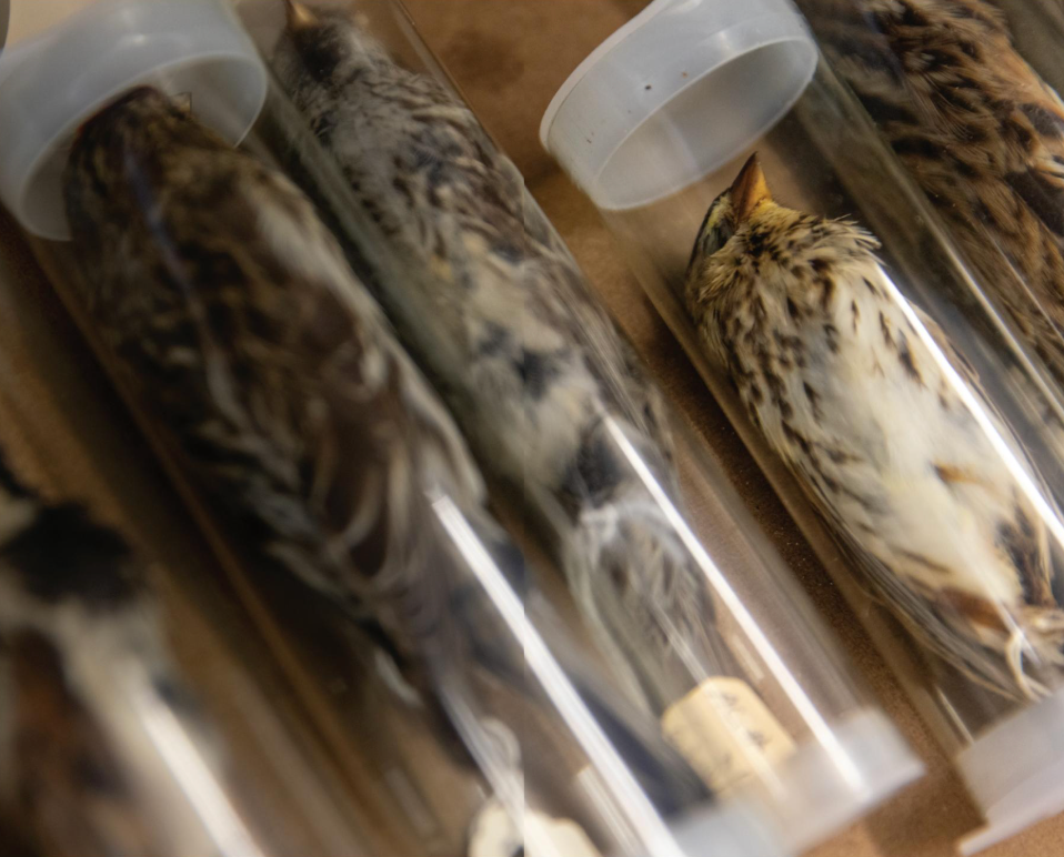 taxidermy birds