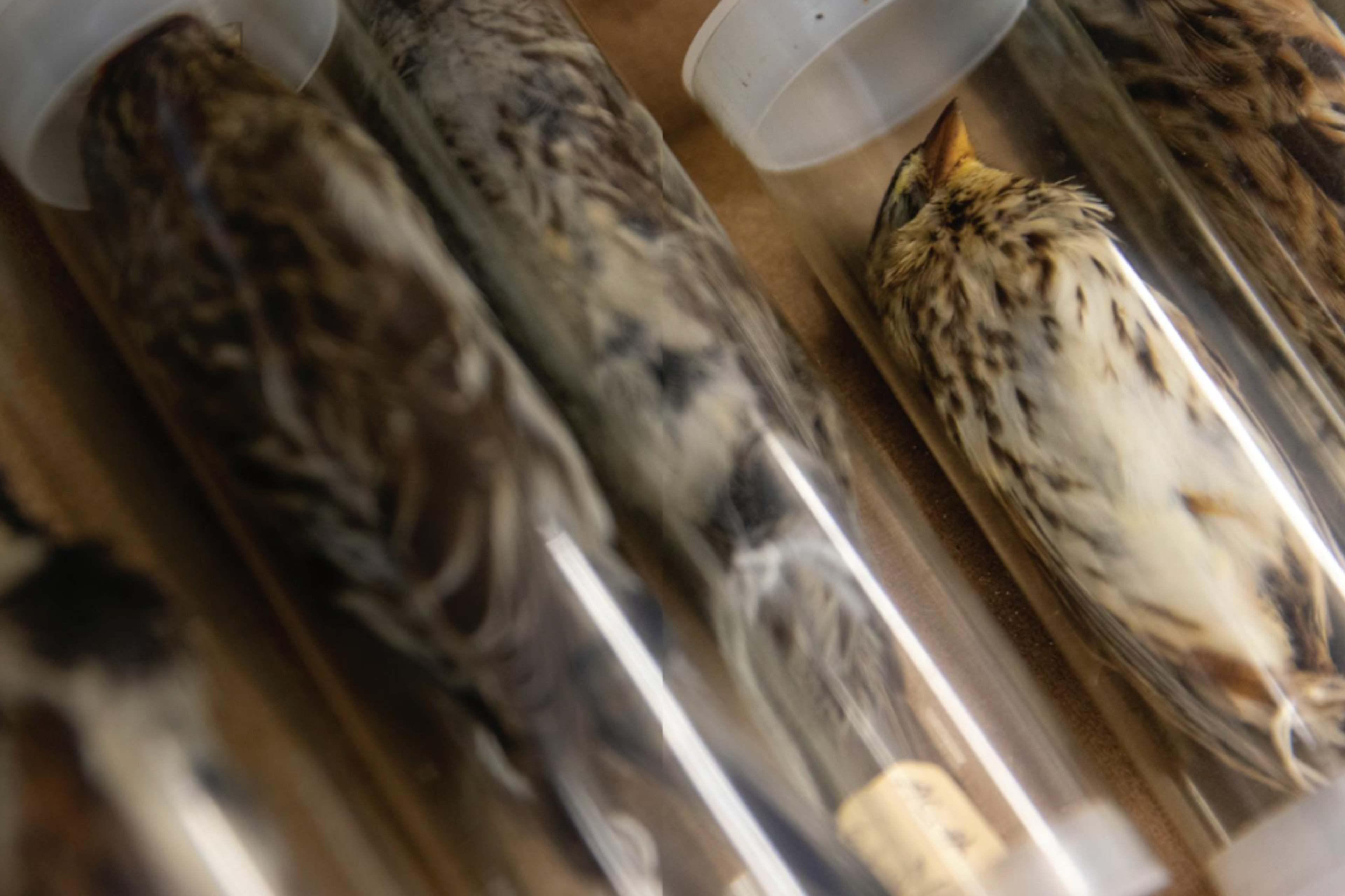 taxidermy birds