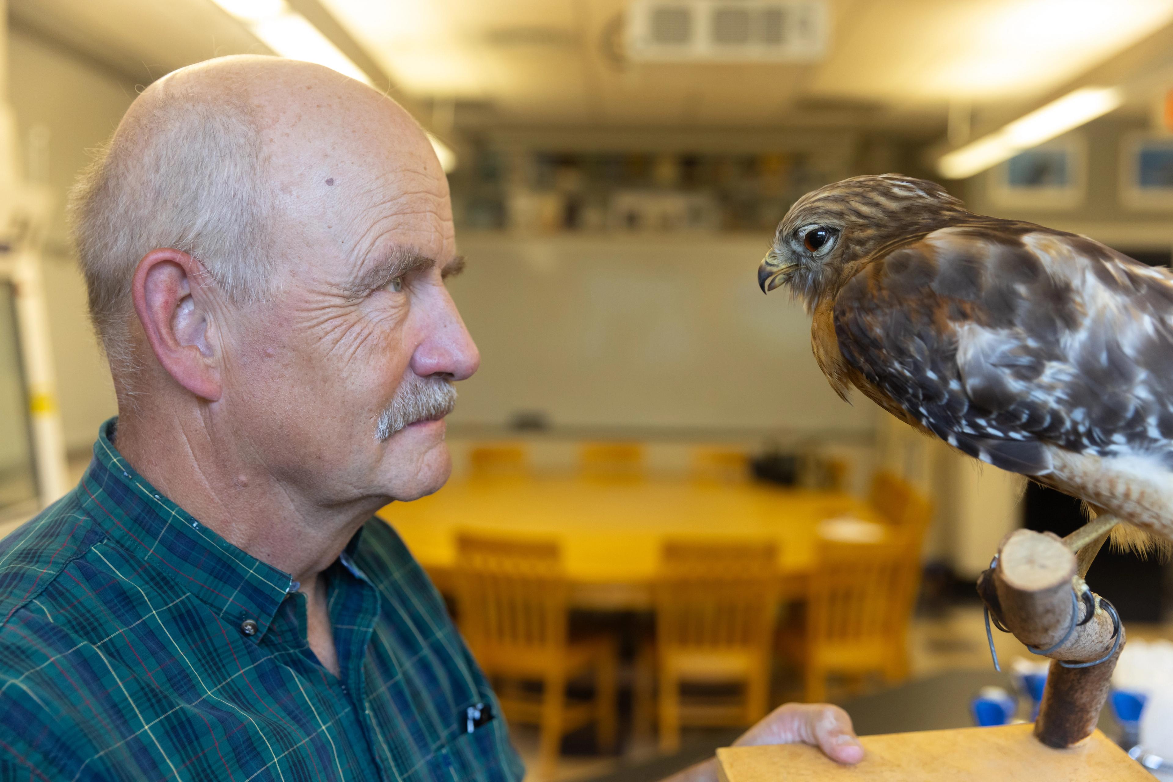 A teacher comes face to face with a taxidermied hawk.