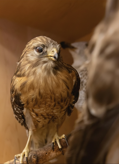 bird