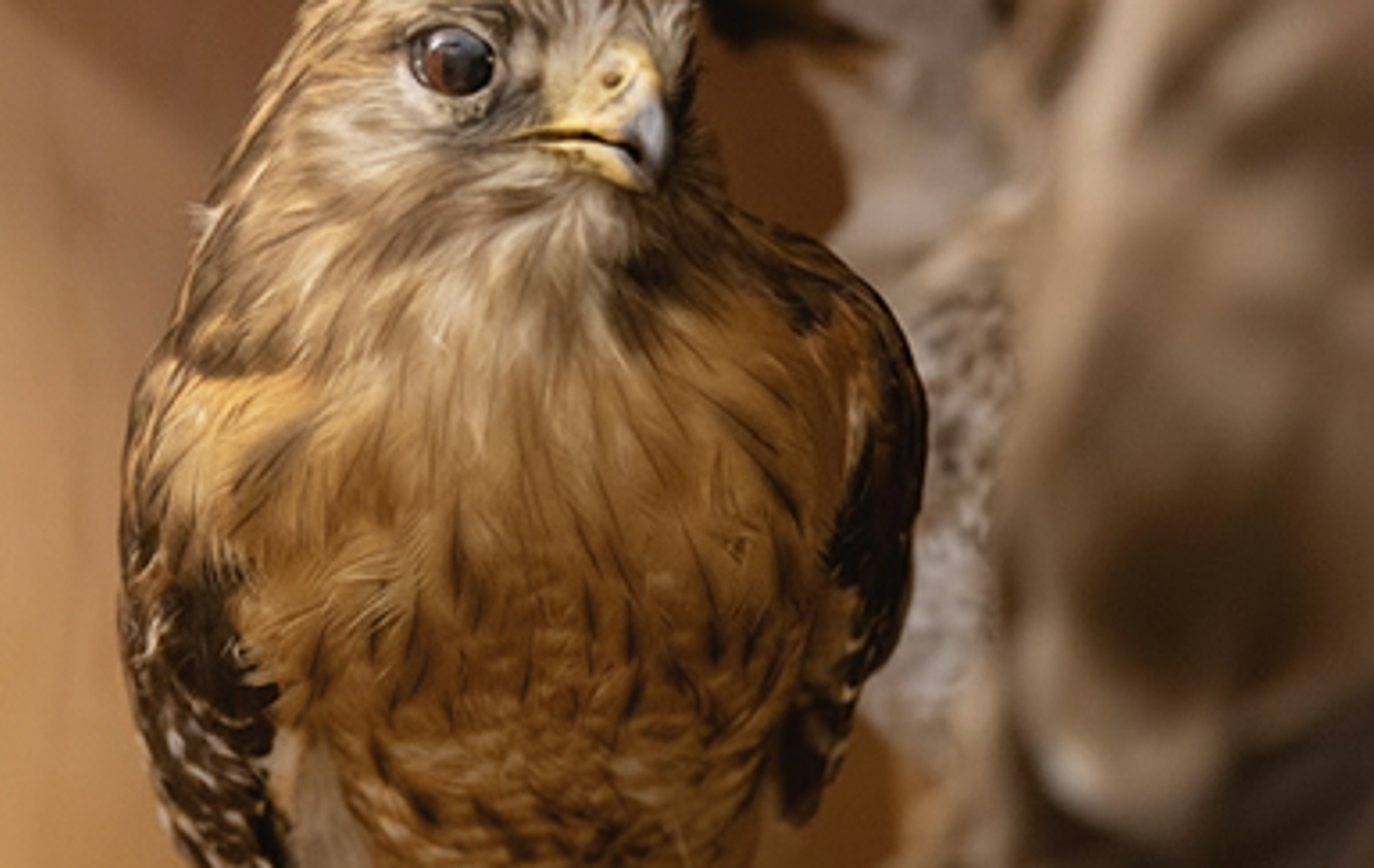 bird