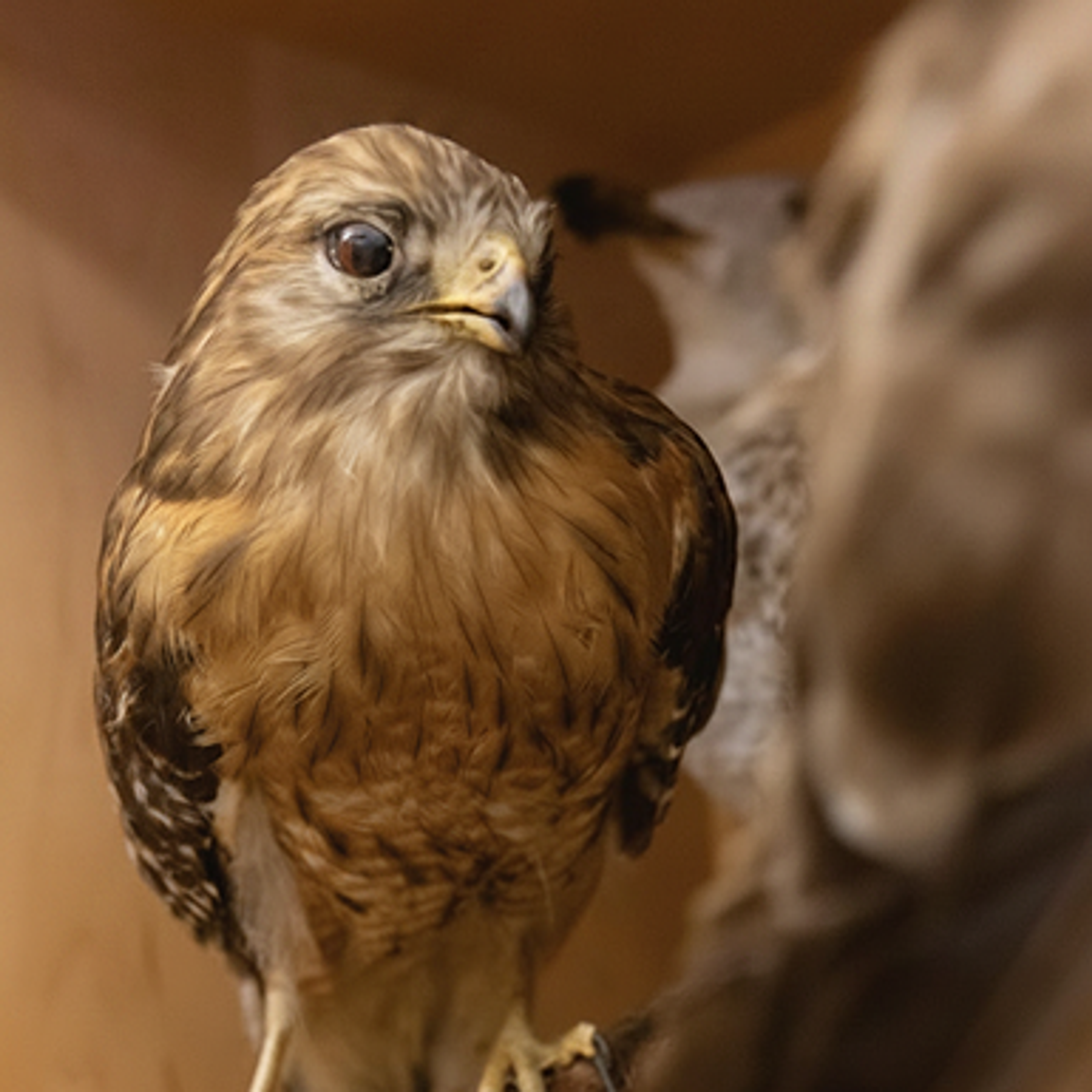 bird