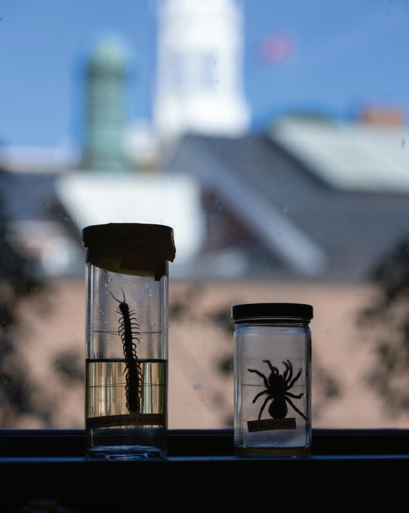 bug collection
