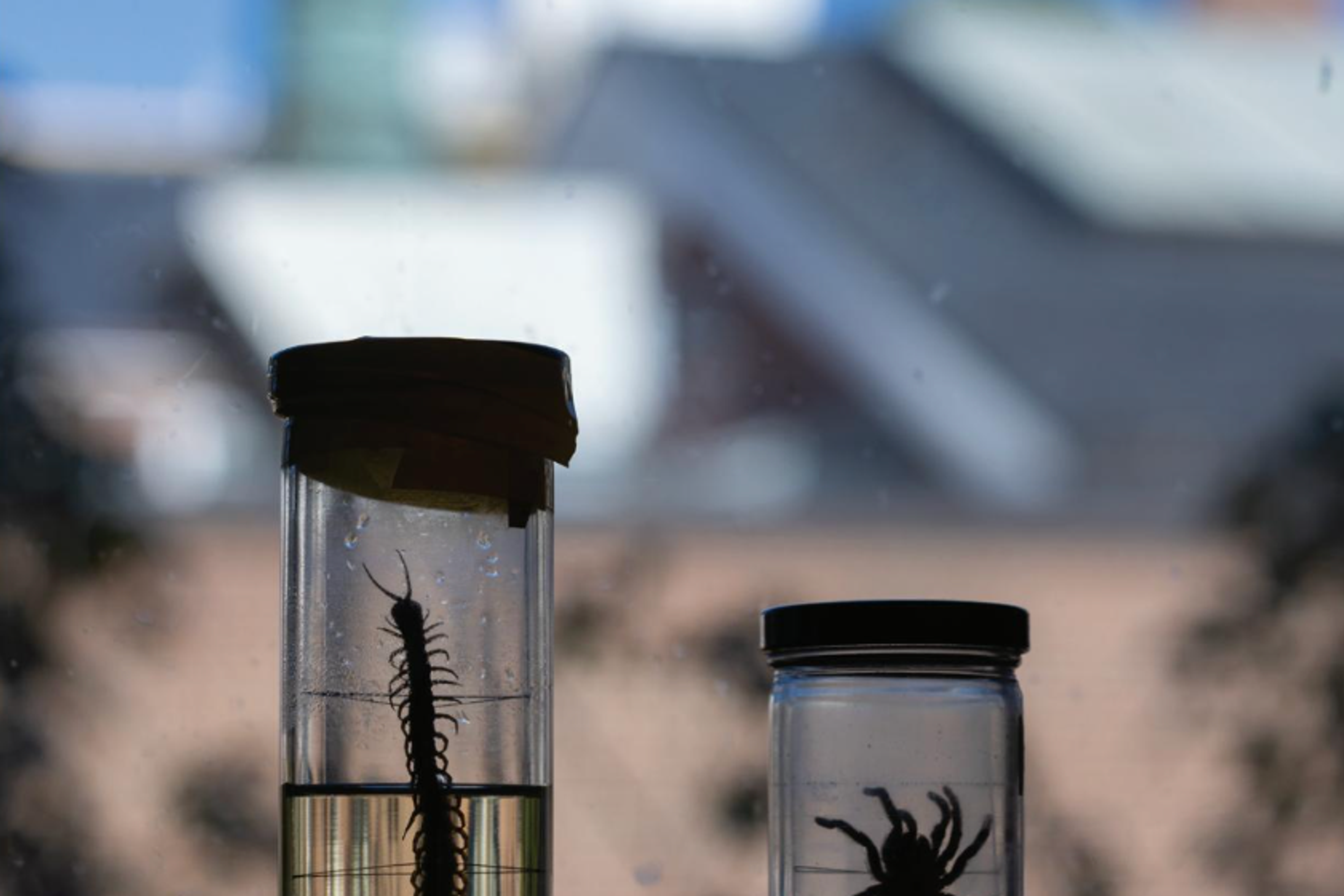 bug collection